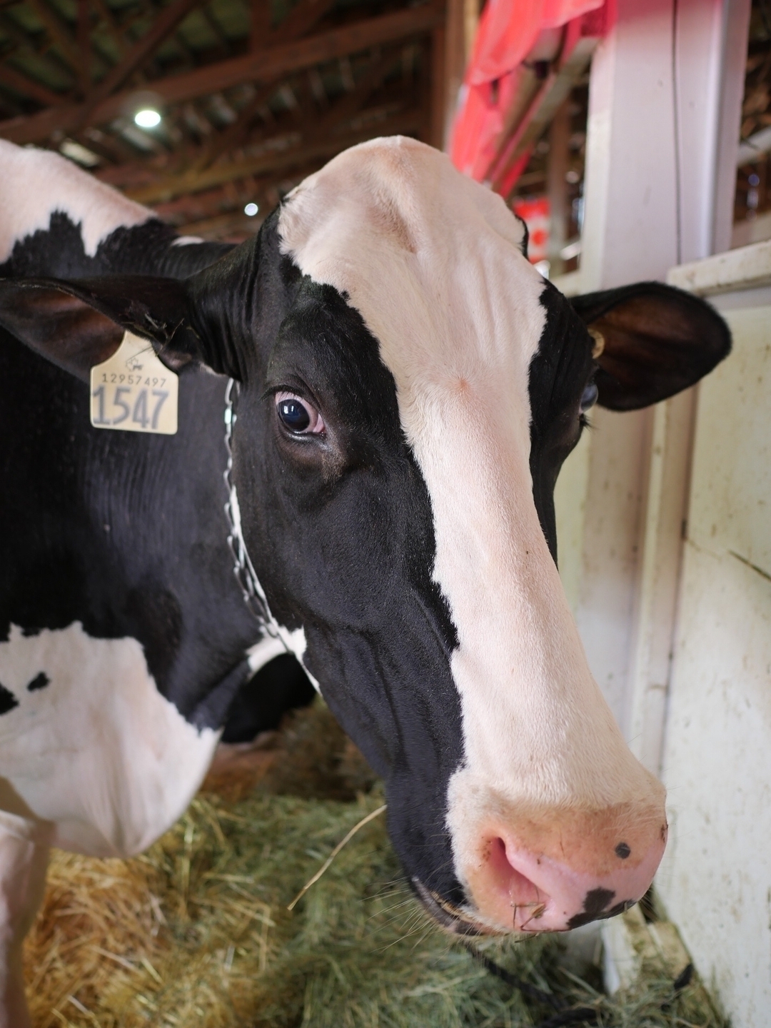 A dairy cow looks at the camera