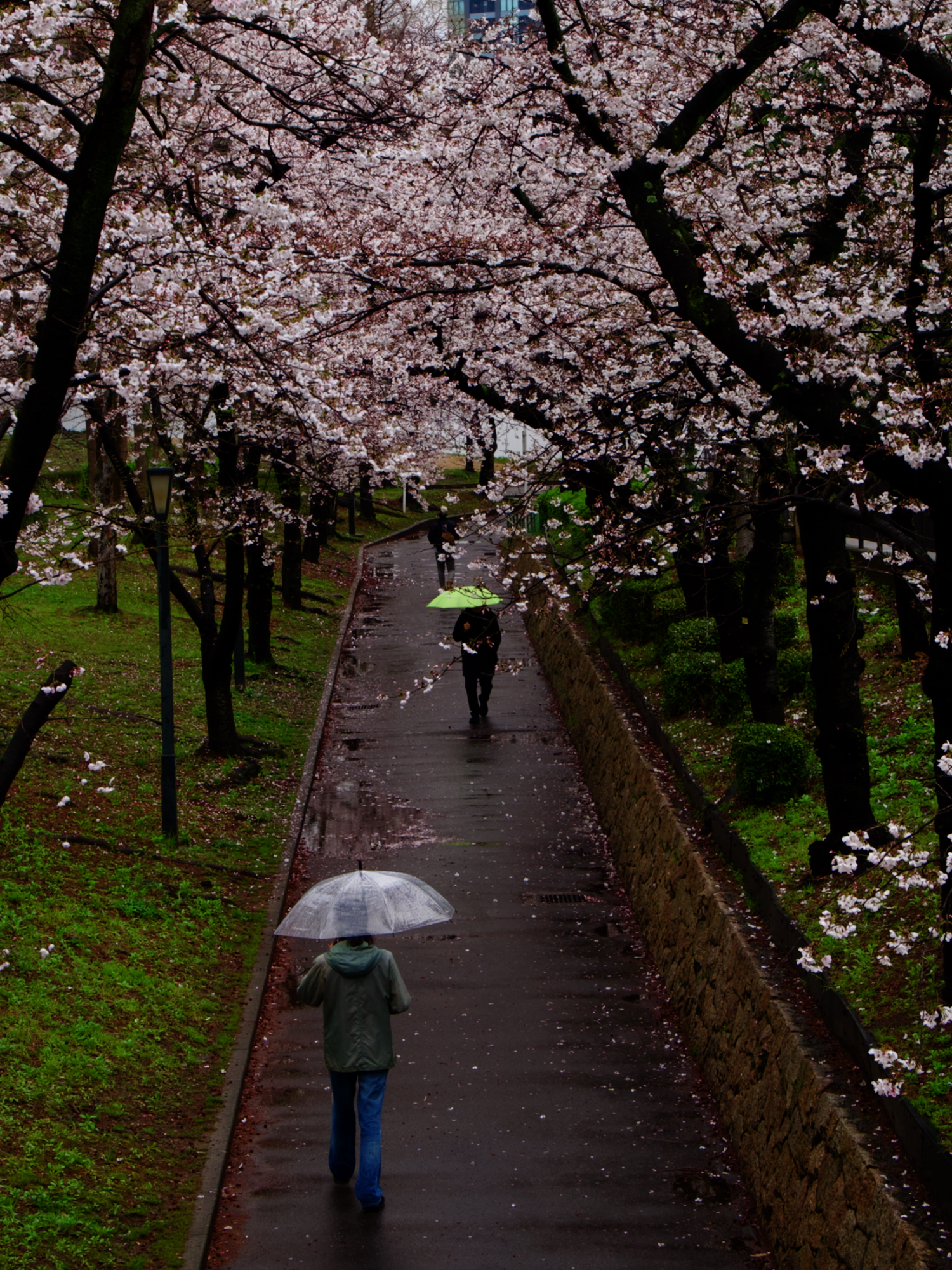 People walk under a canopy of cherry blossoms with umbrellas since it is raining