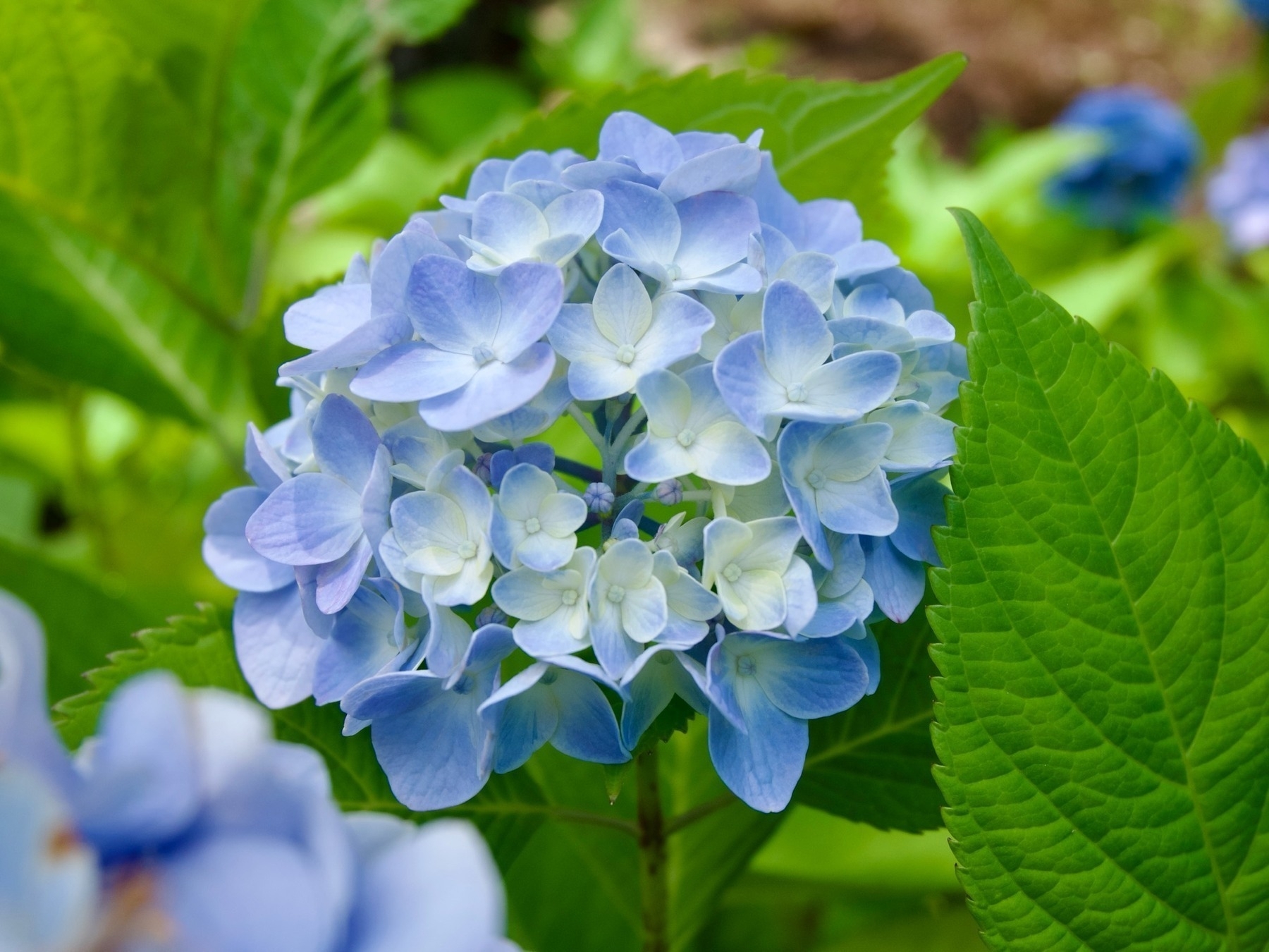 Light blue hydrangea