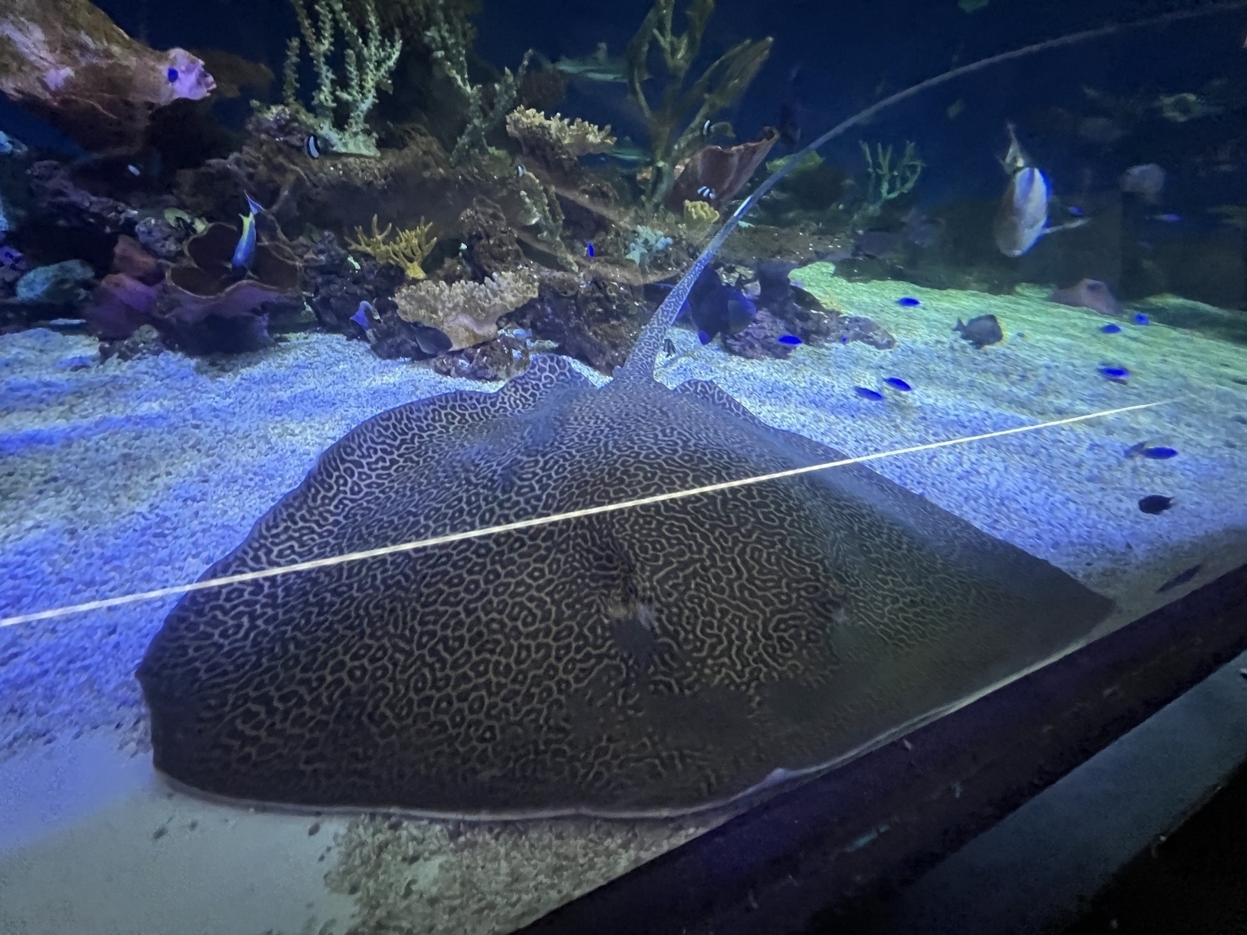 A honeycomb stingray with a pattern that looks like a cheetah scours the floor of the aquarium