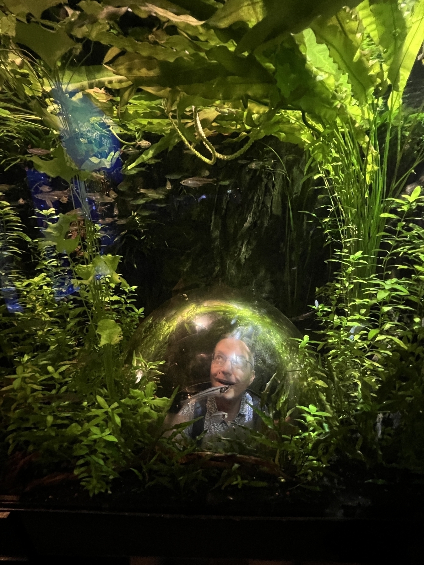 Chad’s head visible in a glass dome at the bottom of a jungle display full of greenery and small fish