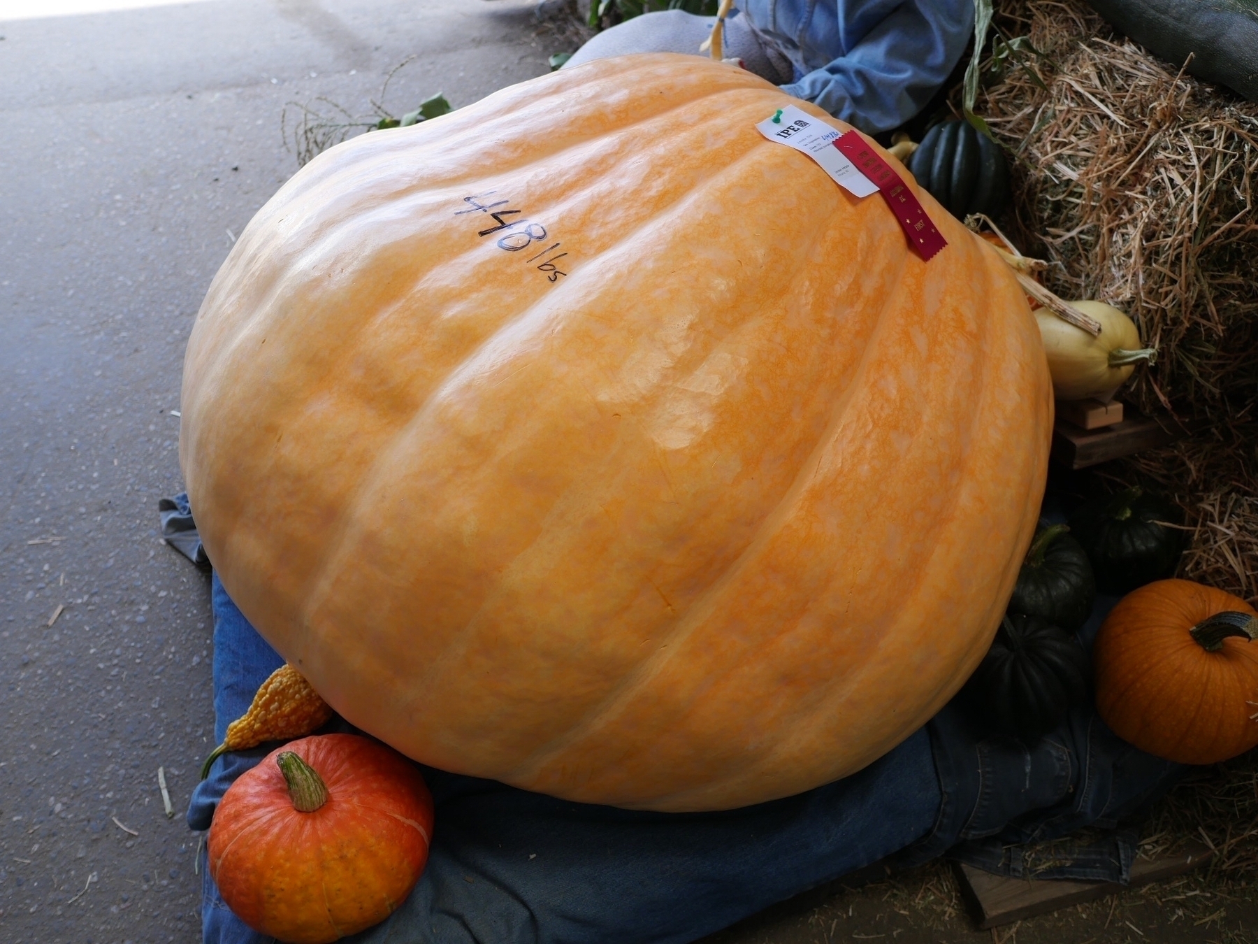 Massive award-winning pumpkin labelled: 448 lbs