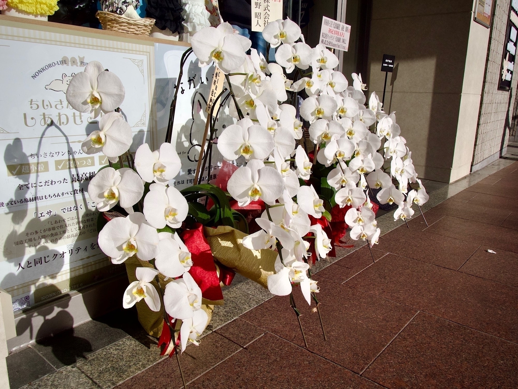 White orchids set out on the sidewalk in front of a new store selling clothing and accessories for small dogs