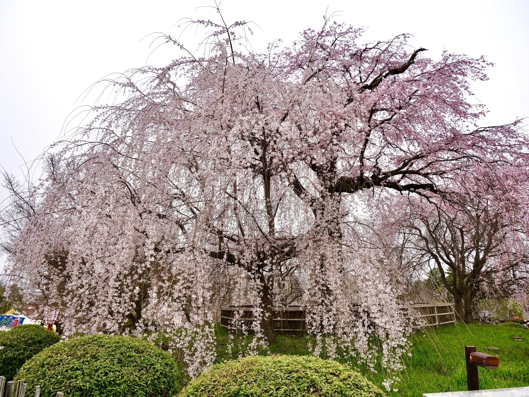 The old cherry blossom tree in Maruyama park. It is something like 170 years old, although it was recently trimmed and is much smaller than previous years