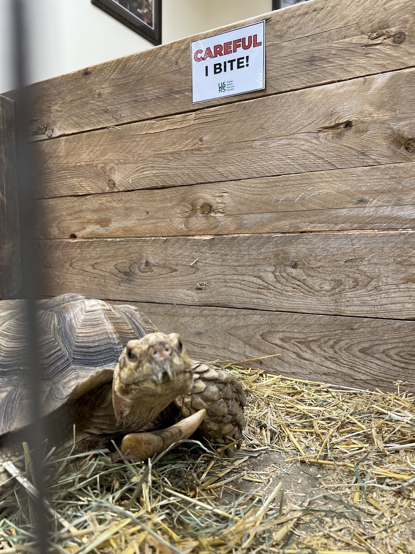 A large land turtle and a sign saying “CAREFUL I BITE!”