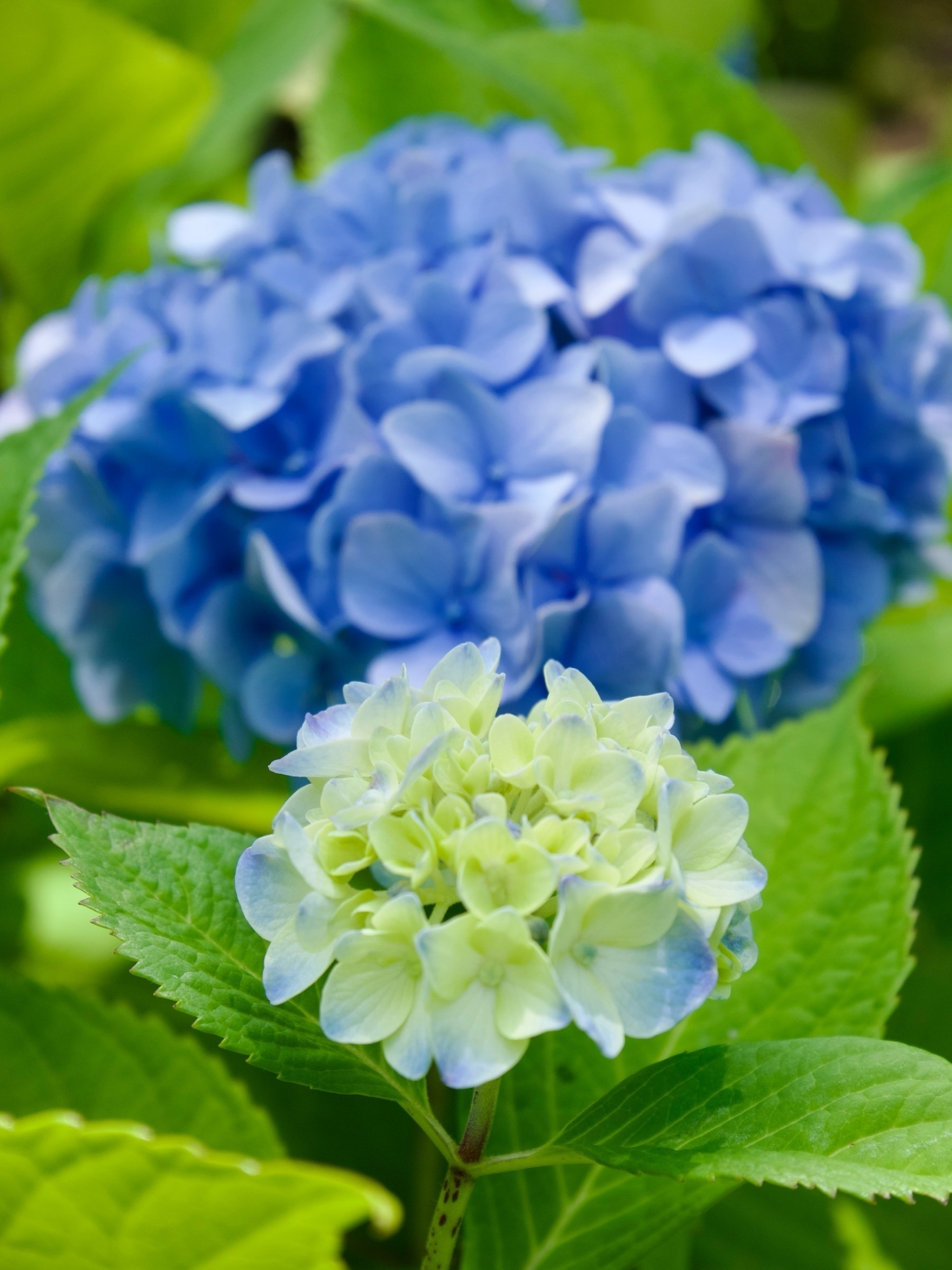 A small blue and green hydrangea in front of a large blue one