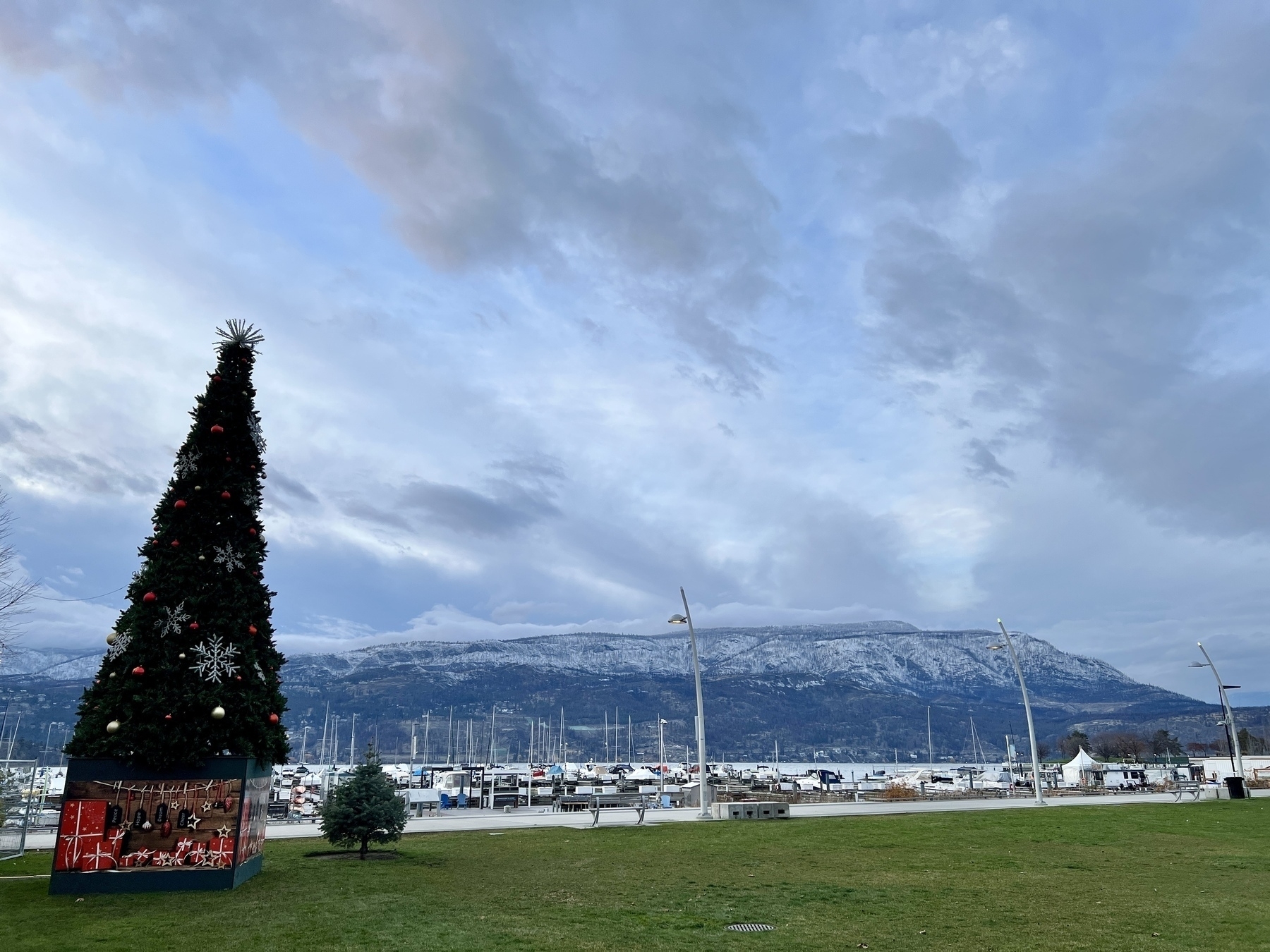 A Xmas tree in a green park by the marina in Kelowna. Mountains across the lake have a bit of snow