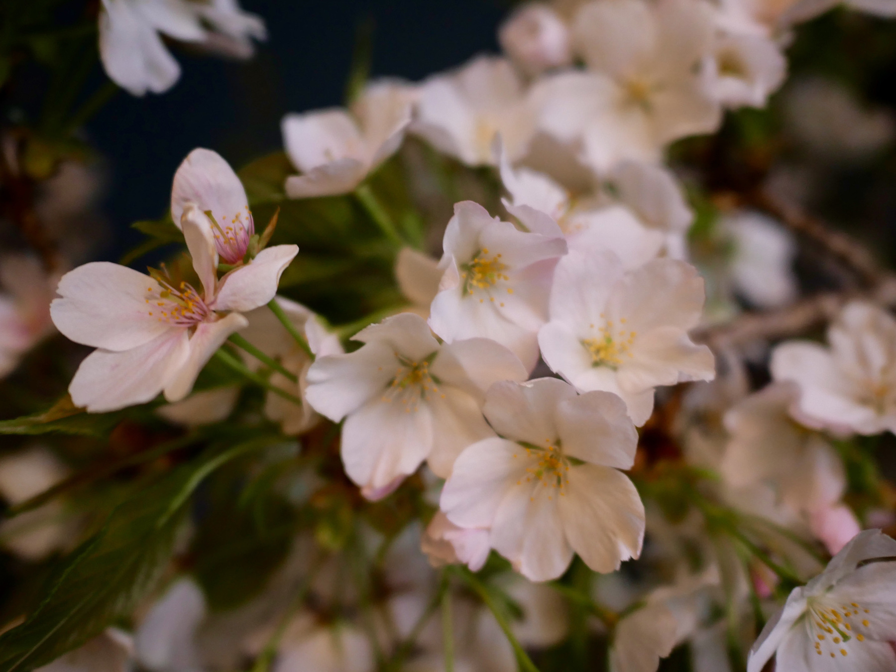 closeup of some cherry blossoms in the dark, lit up by a nearby takoyaki stall