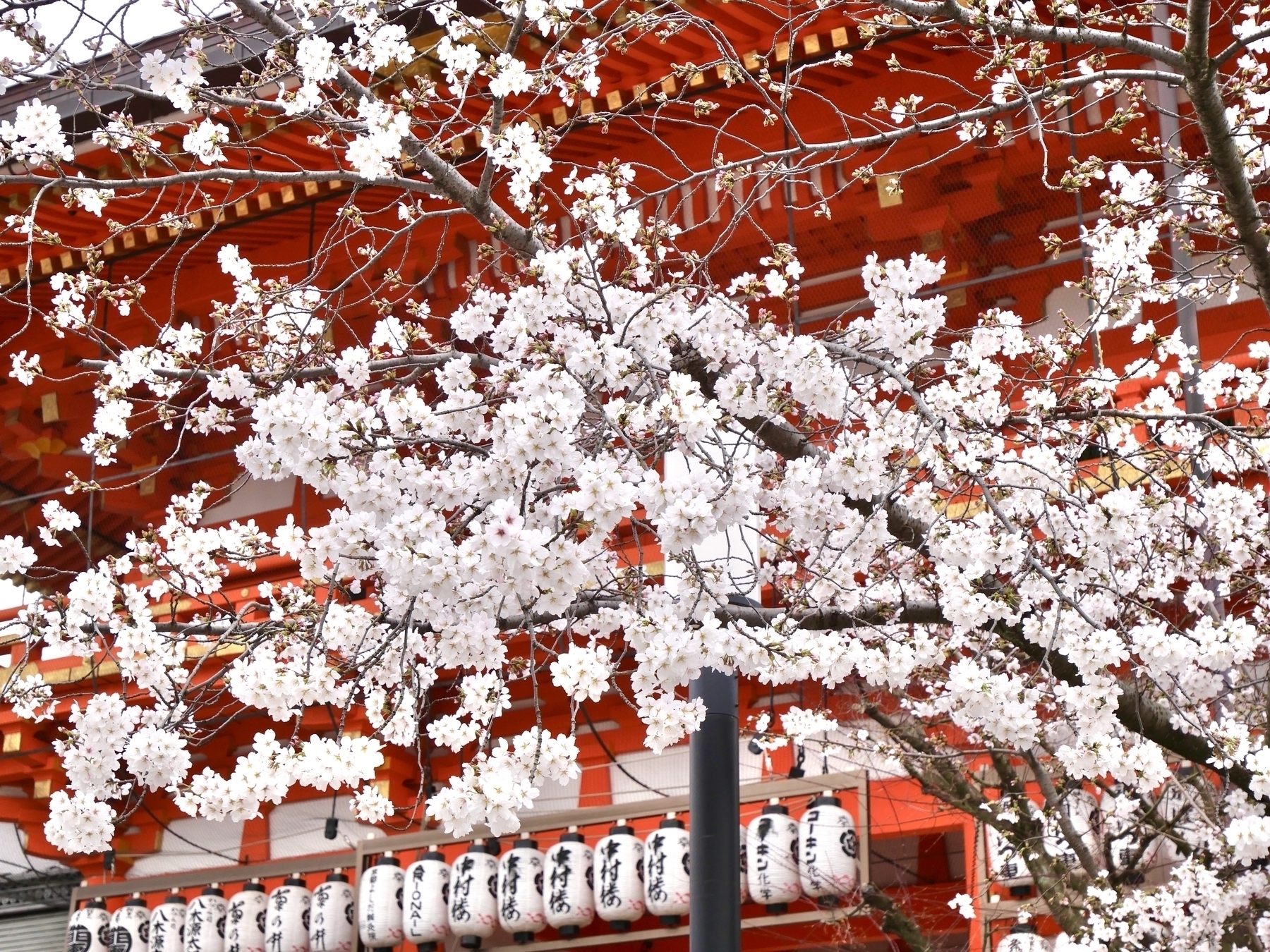 Some cherry blossoms blooming by the east gate of Yasaka Shrine