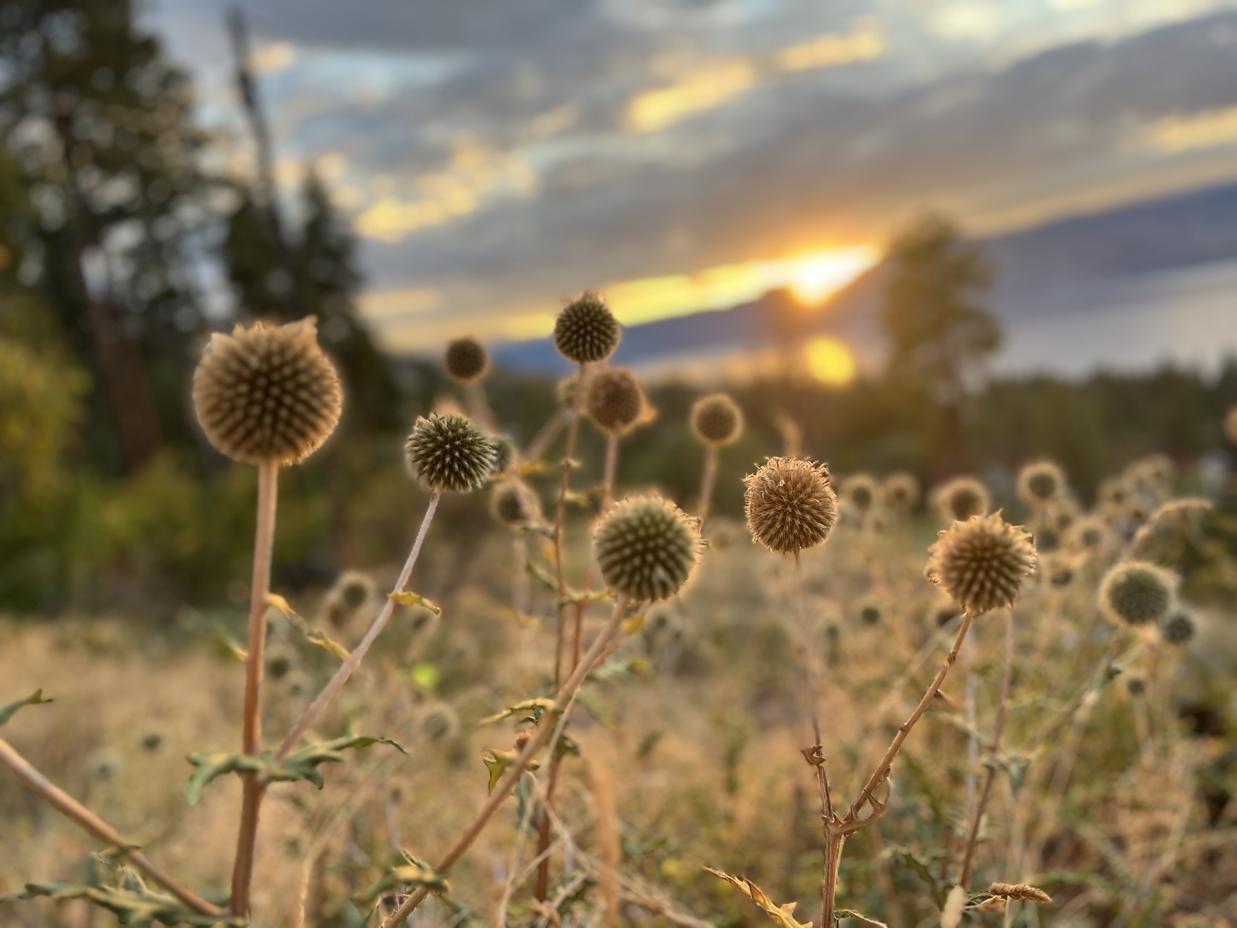 Dry plants in the foreground and sunset in the background