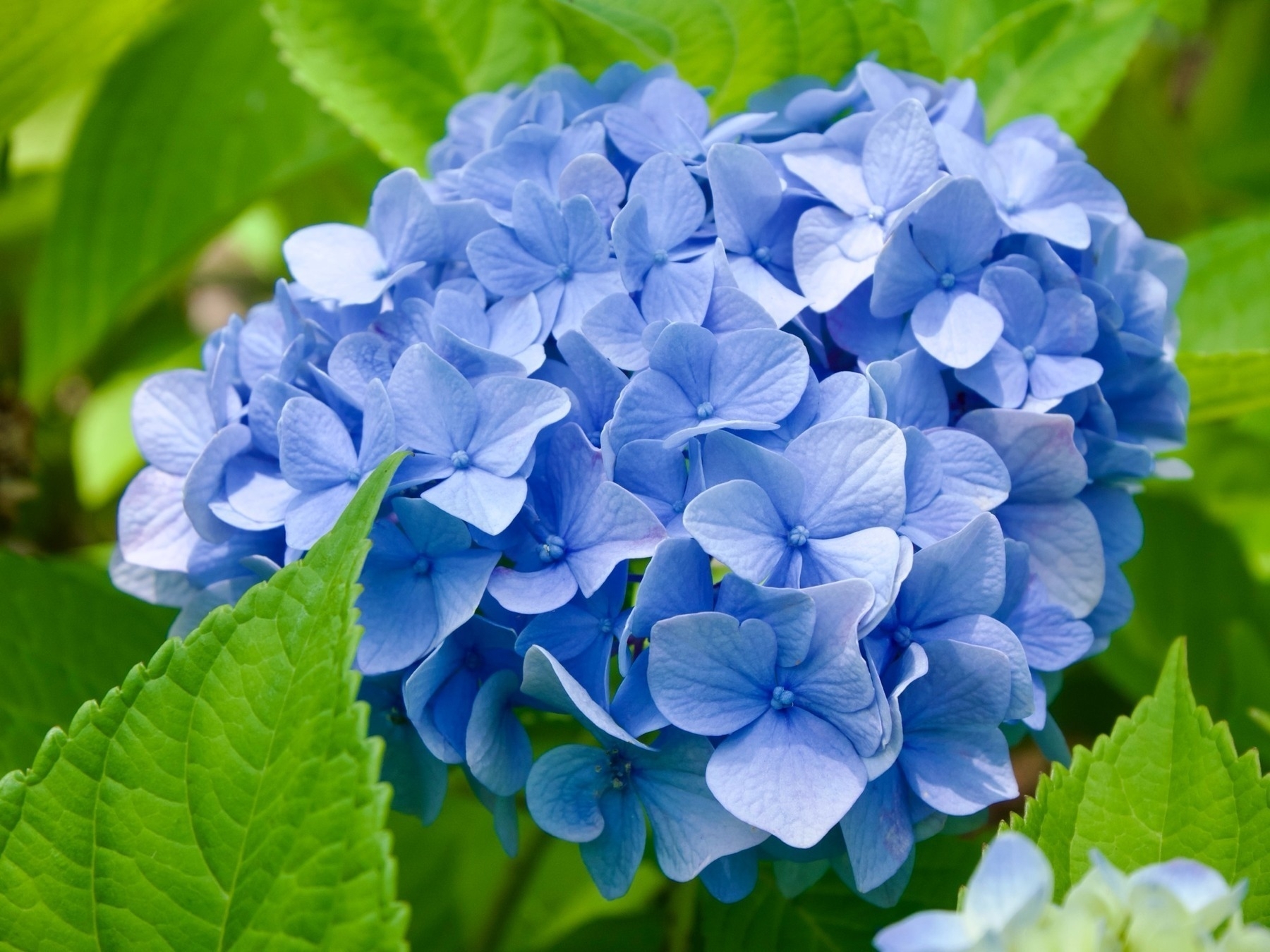 Blue hydrangea