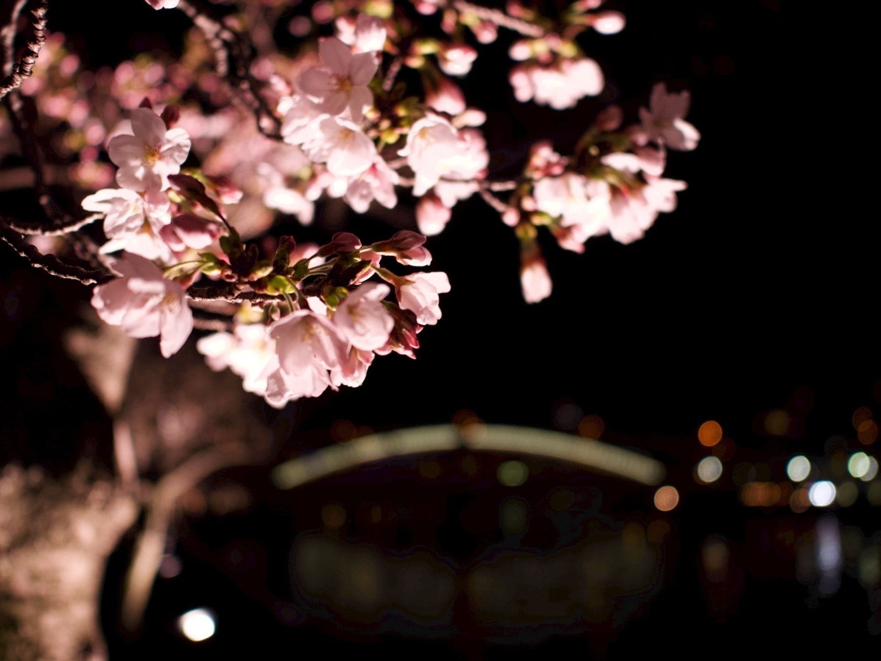 close up of lit up cherry blossoms. In the distance is the lit up arch of a bridge out of focus