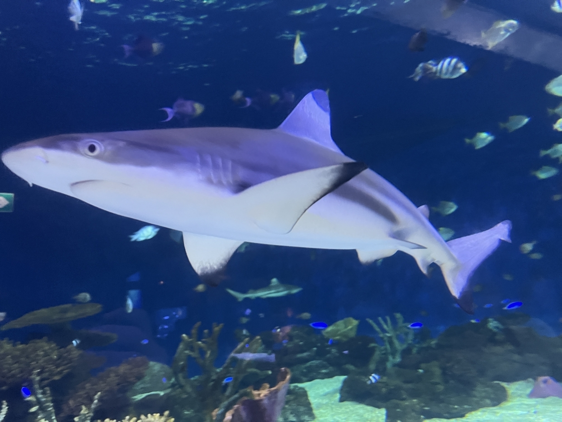 Black tipped reef shark turns away from the camera