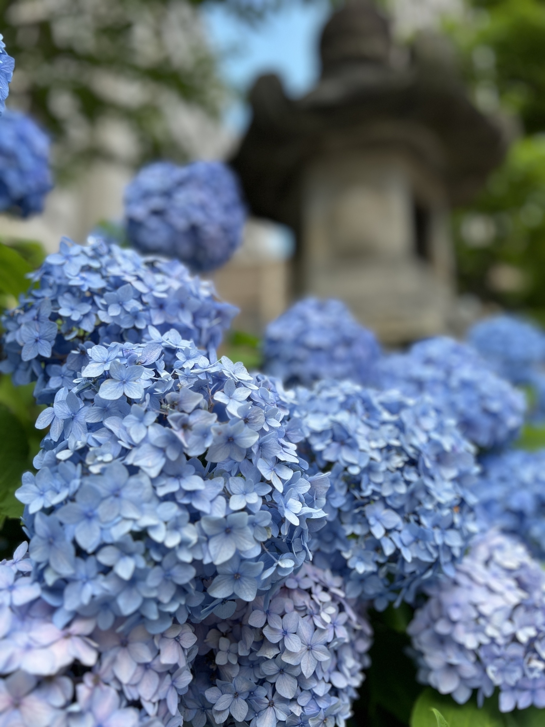 Hydrangeas with a stone lantern in the background 
