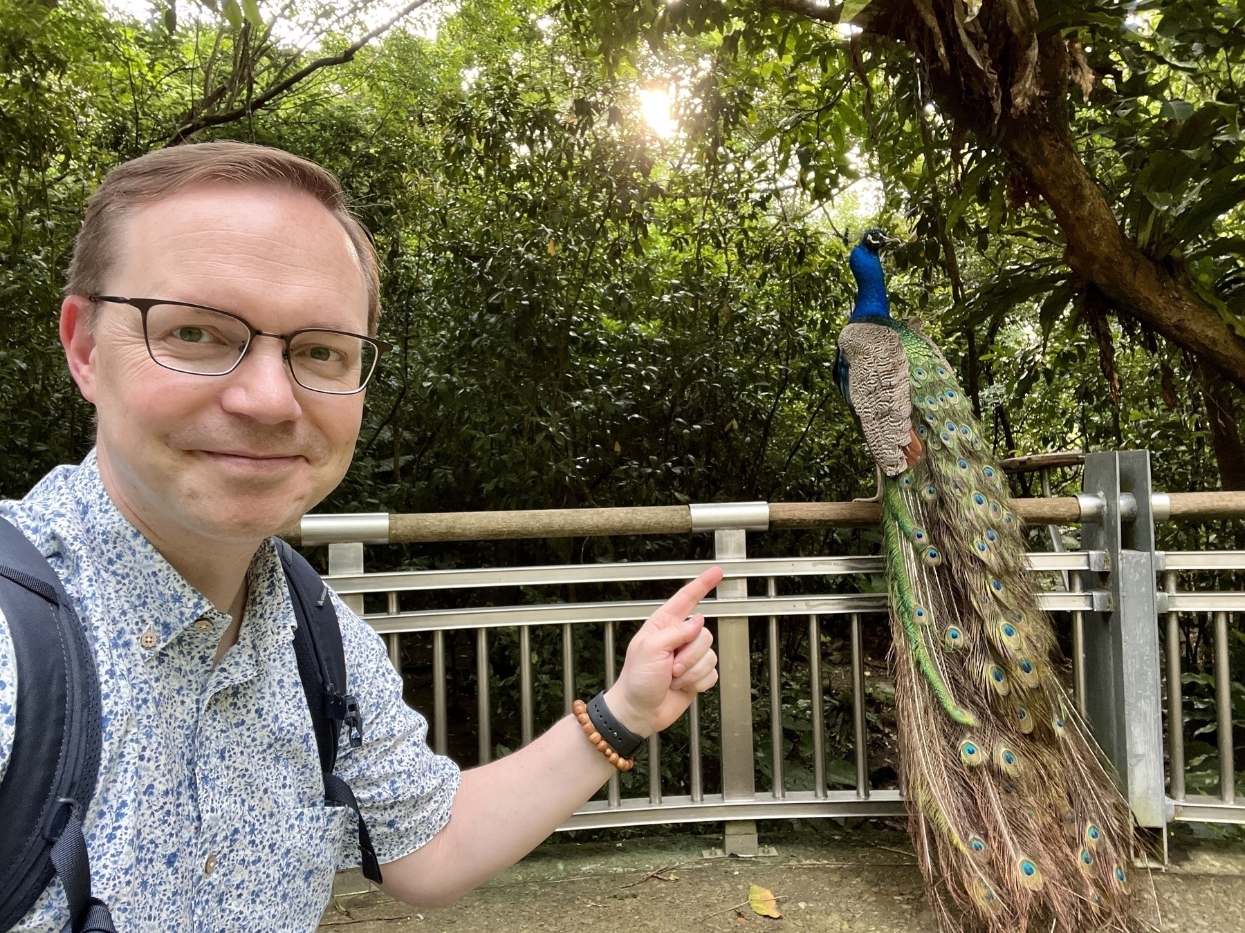 Chad selfie with a peacock on the handrail, its tail feathers sweeping down