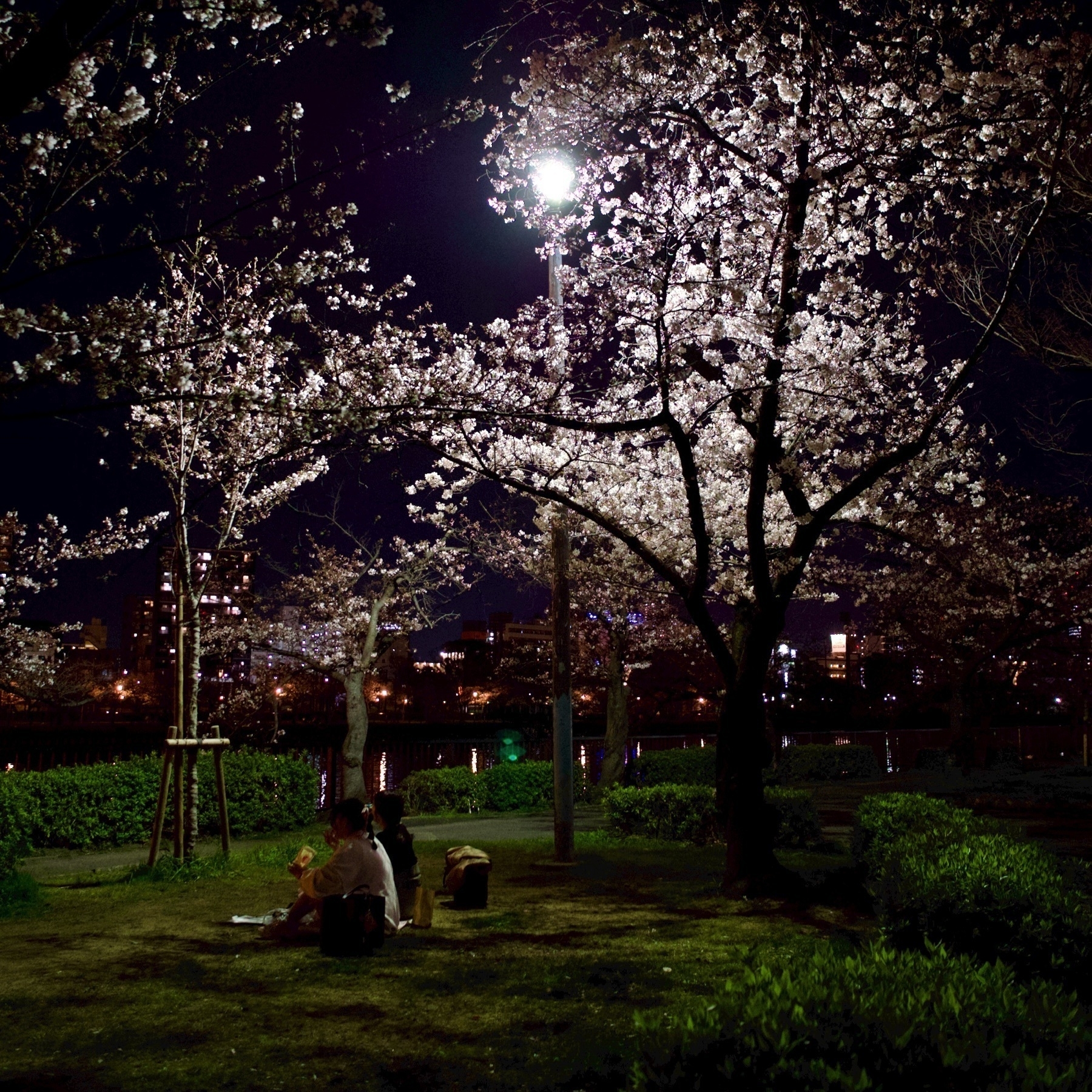 two young women sit on the grass under a blooming cherry blossom tree at night