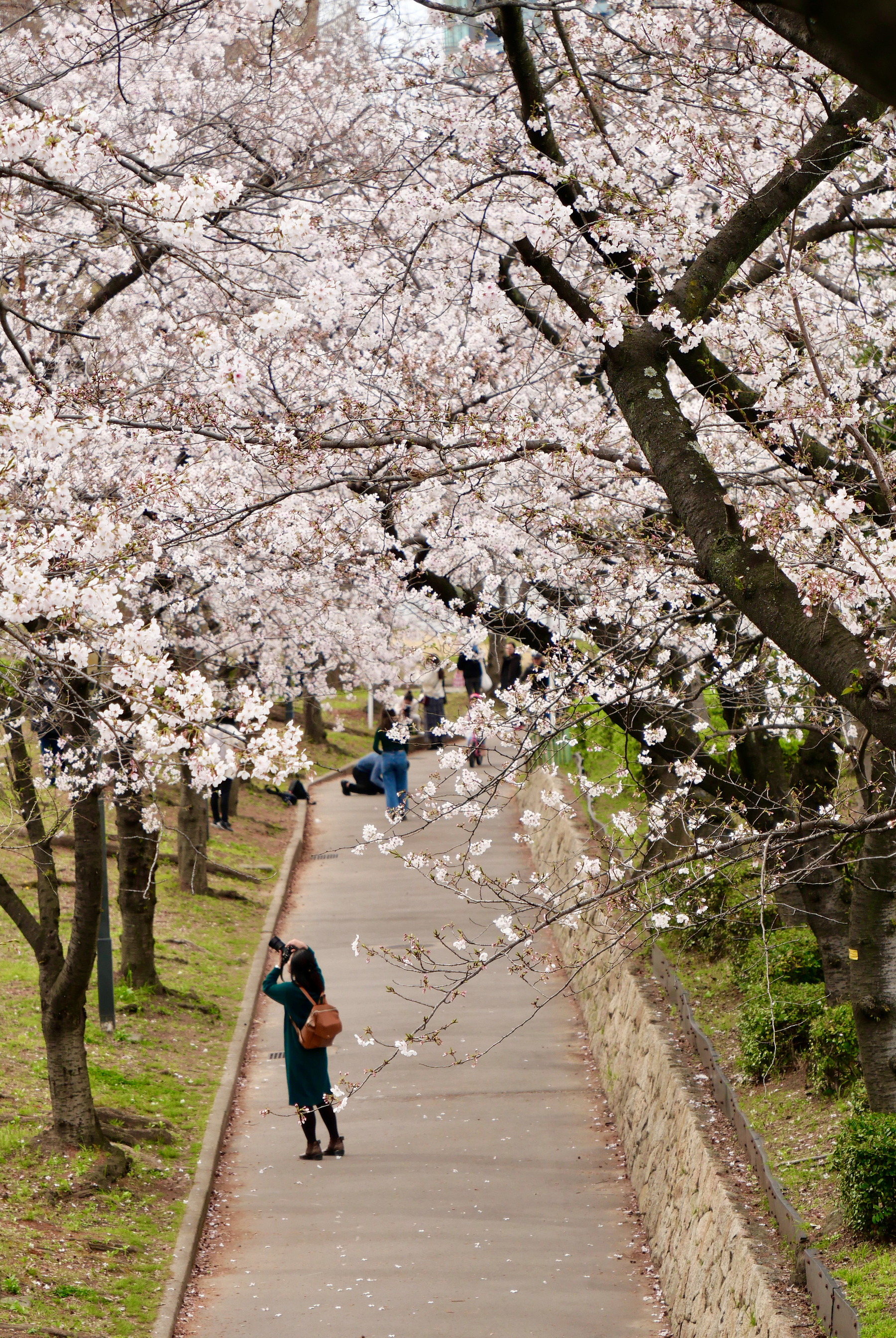 Long shot from a high angle through cherry blossom trees of a photographer on the ground shooting cherry blossoms above their head