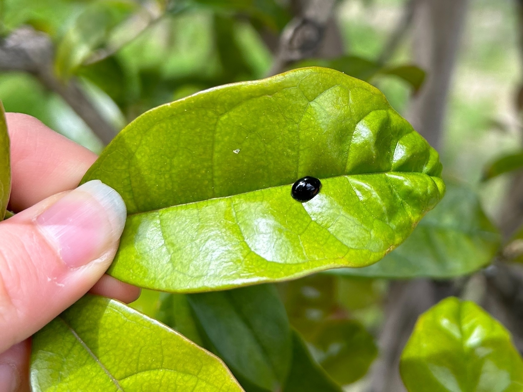 Closeup of a small black beetle on a green leaf held by a girl's thumb