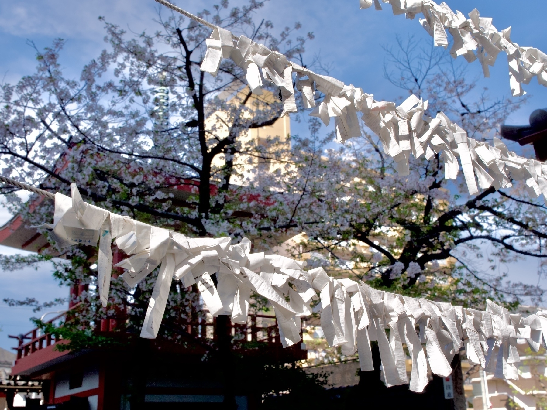 Fortune slips knotted on lines at a temple. In the background a sakura tree and belltower