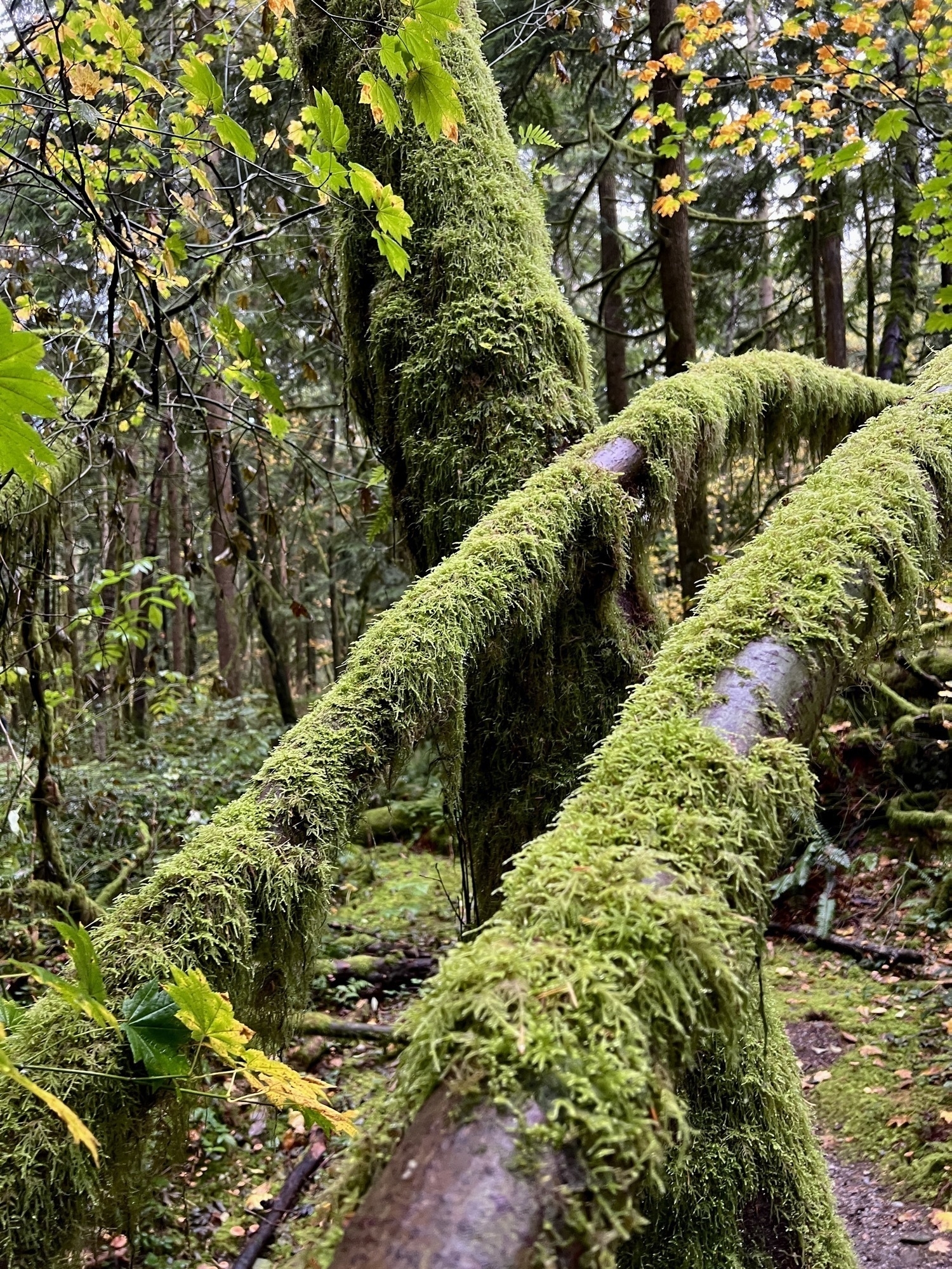 tree trunks and boughs covered in moss