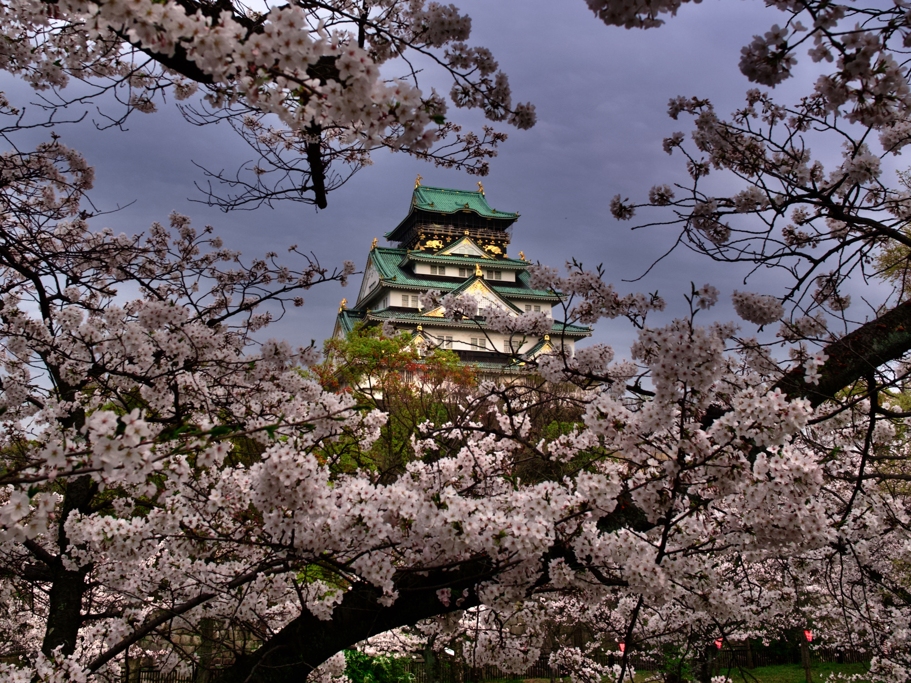 Osaka Castle through the cherry blossoms