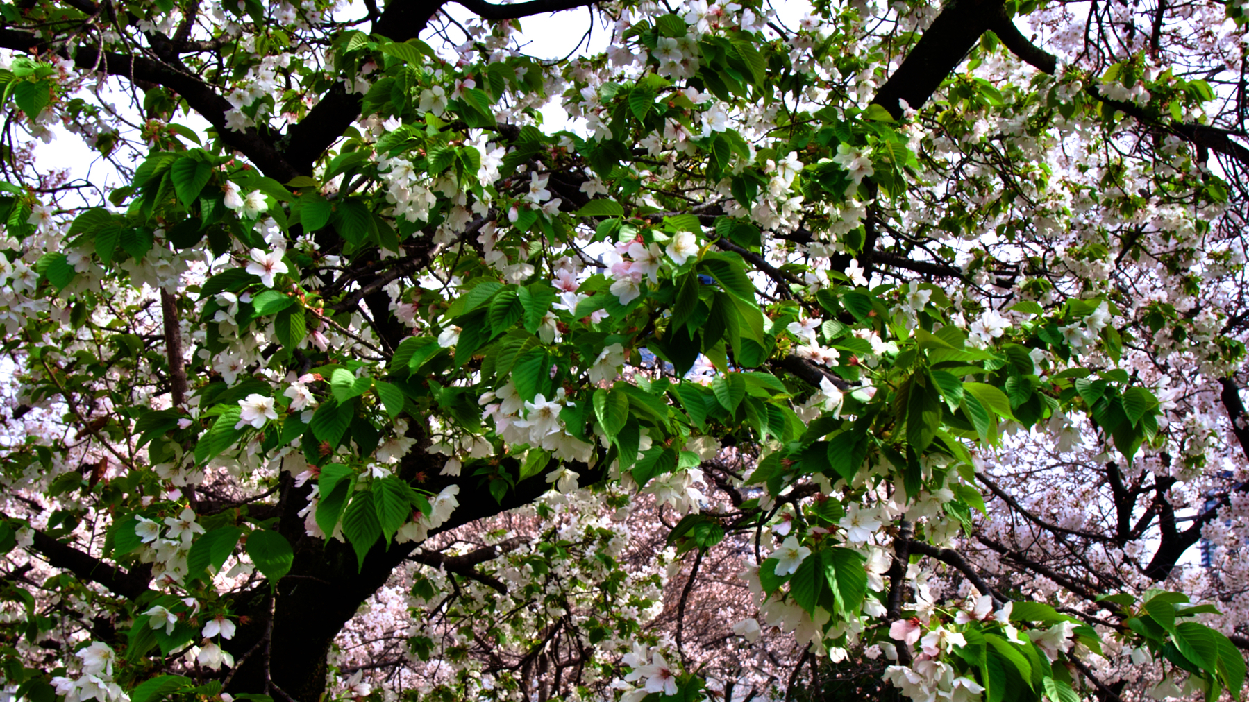 Tight shot of a cherry blossom tree showing the mix of pink blossoms and fresh green leaves. Looks like the leaves are winning