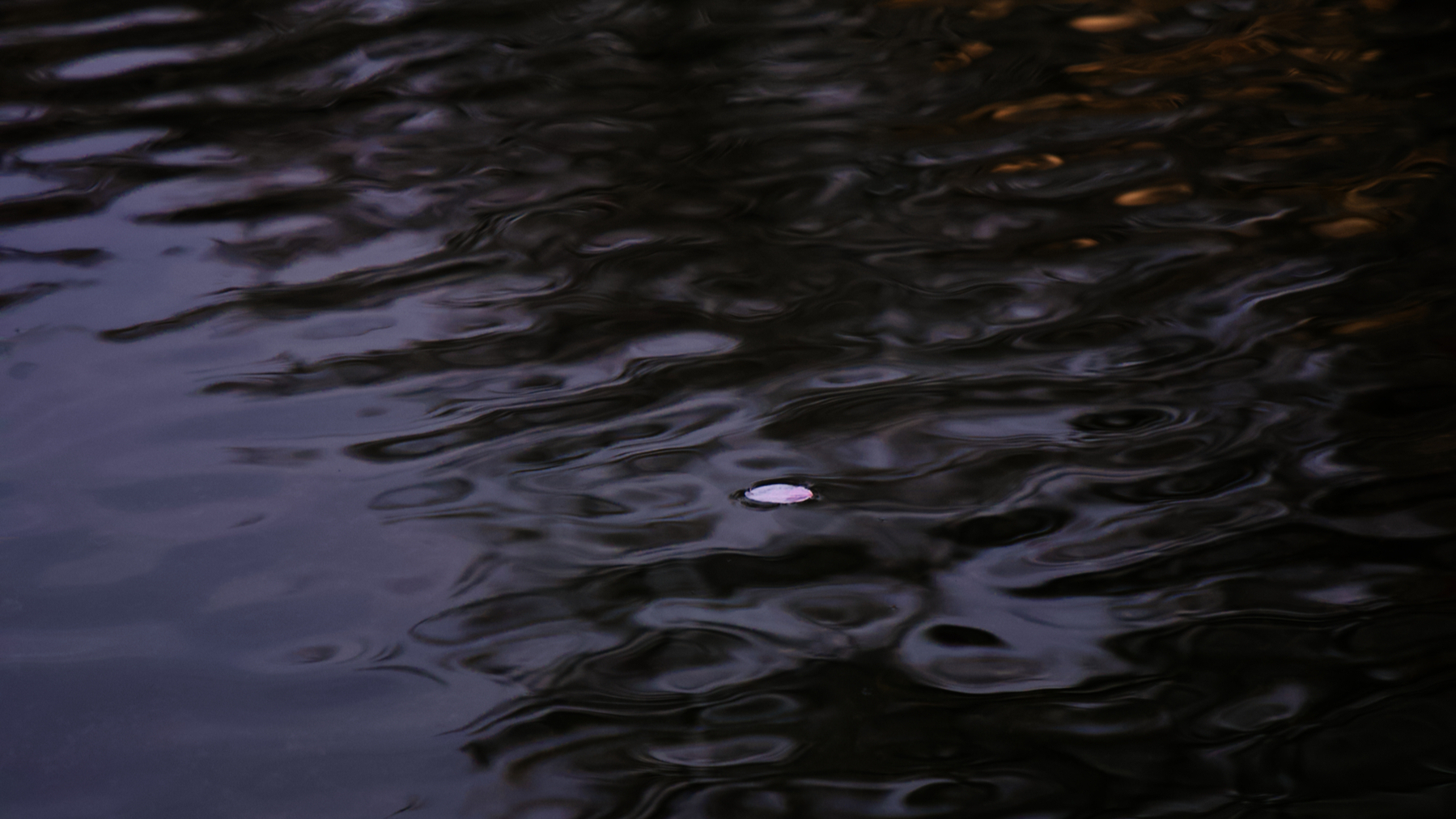 Close up photo a of a single cherry blossom petal in a pond rippled with a gentle wind