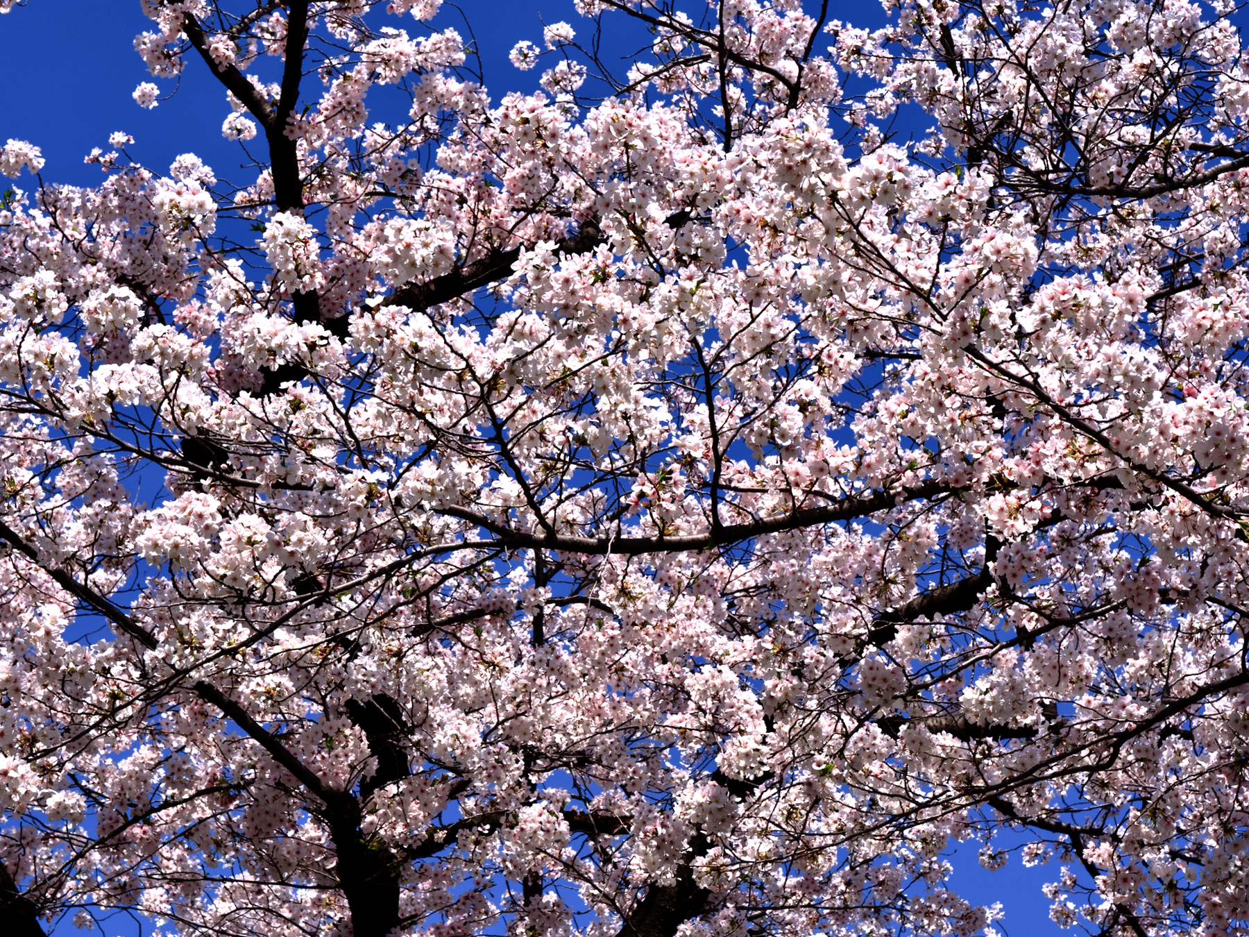 bright cherry blossoms against a blue sky