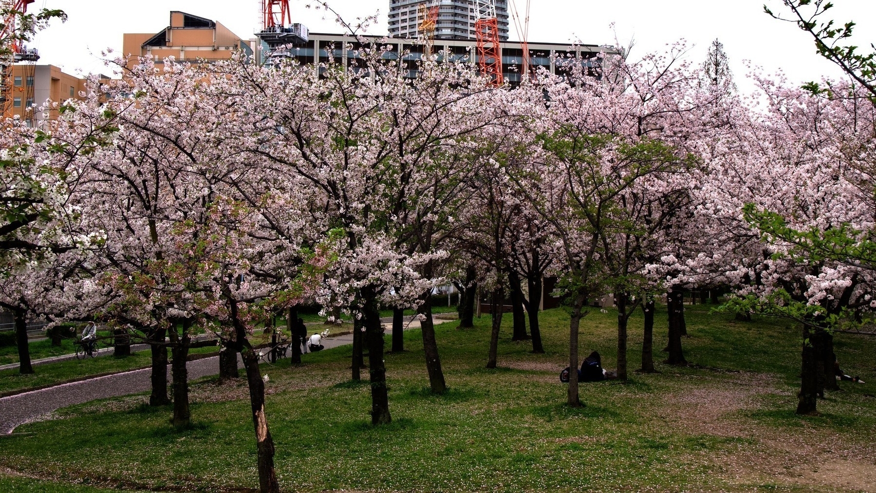 a park of sakura trees. Just beyond and above you can see a building and some cranes