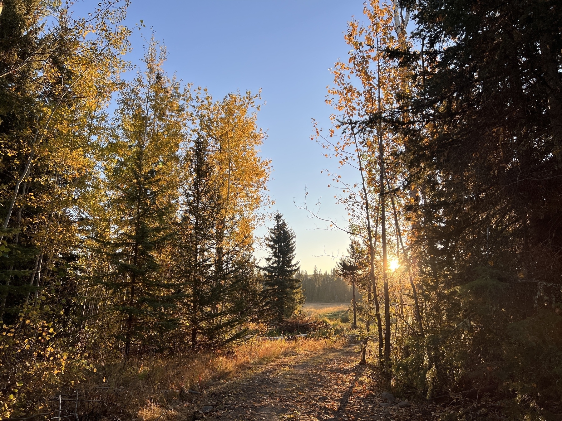 Sunrise casting rays illuminating a path through a forest of poplar trees with their leaves turned golden