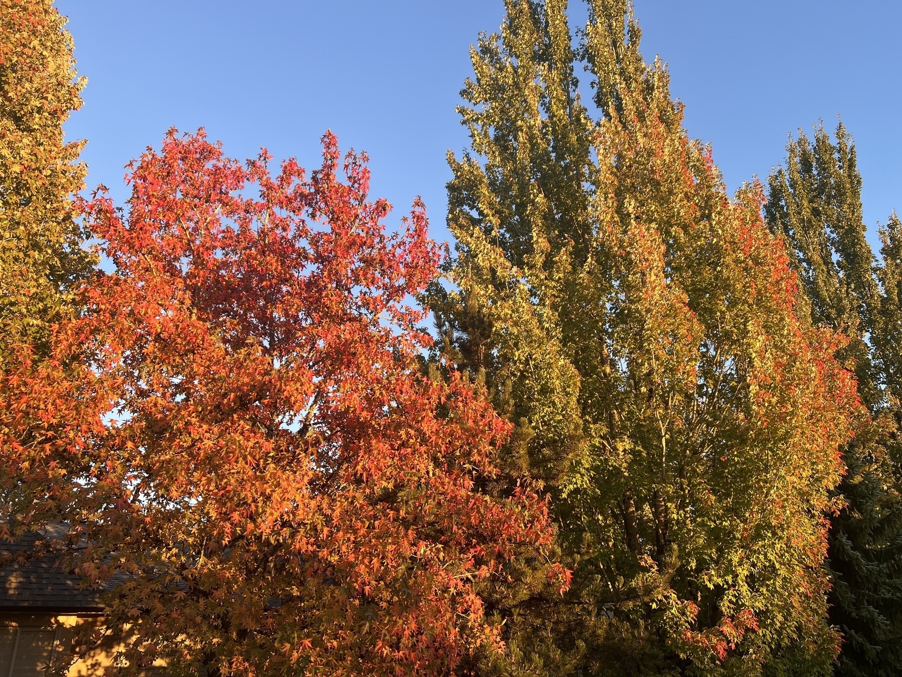 Trees with leaves changing to yellow orange and red