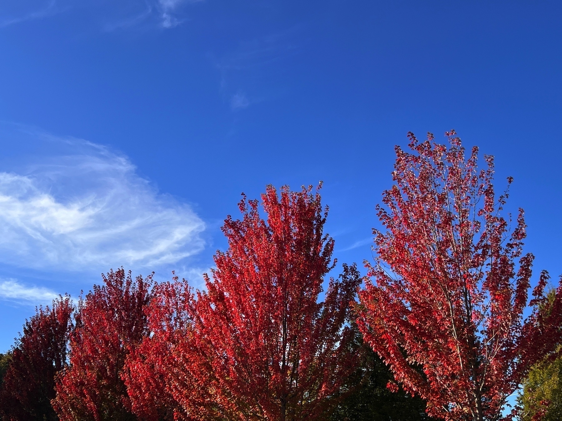 red leaves of treetops and a blue sky above with a skiff of crisp autumn clouds