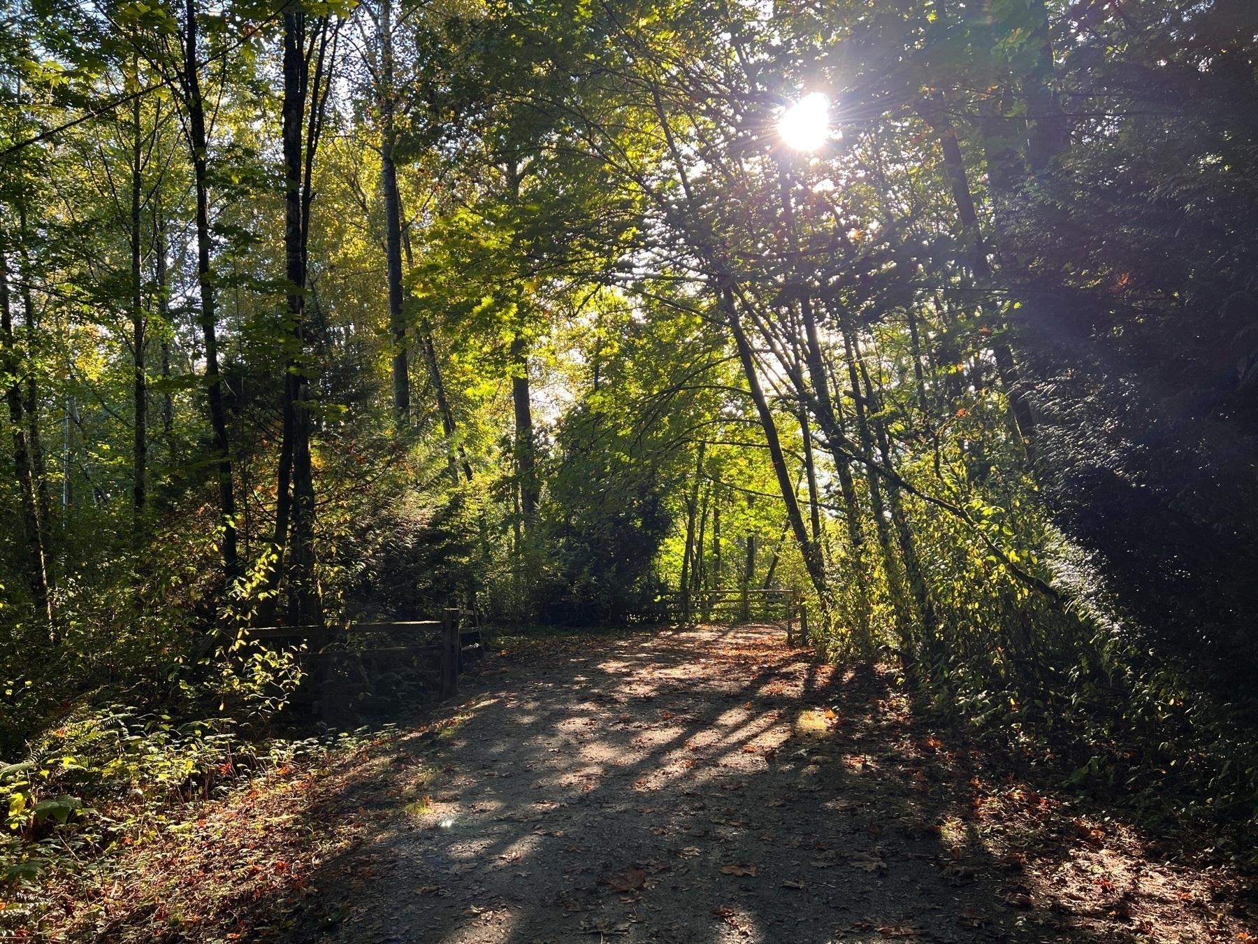 sun rays through the leaves and trees of a nature trail
