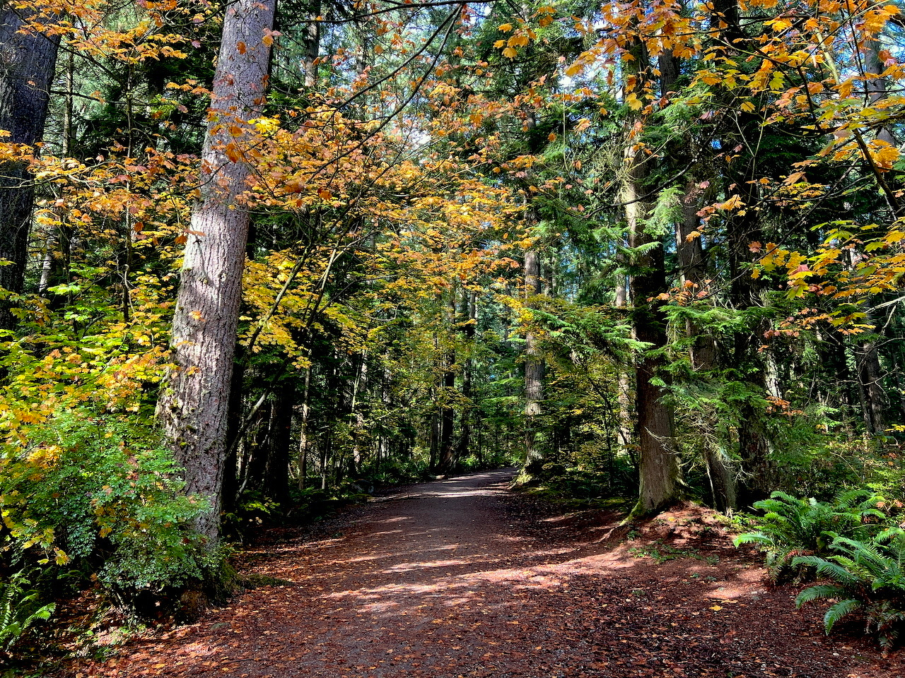 sun beams cut through the canopy to dapple a forest path