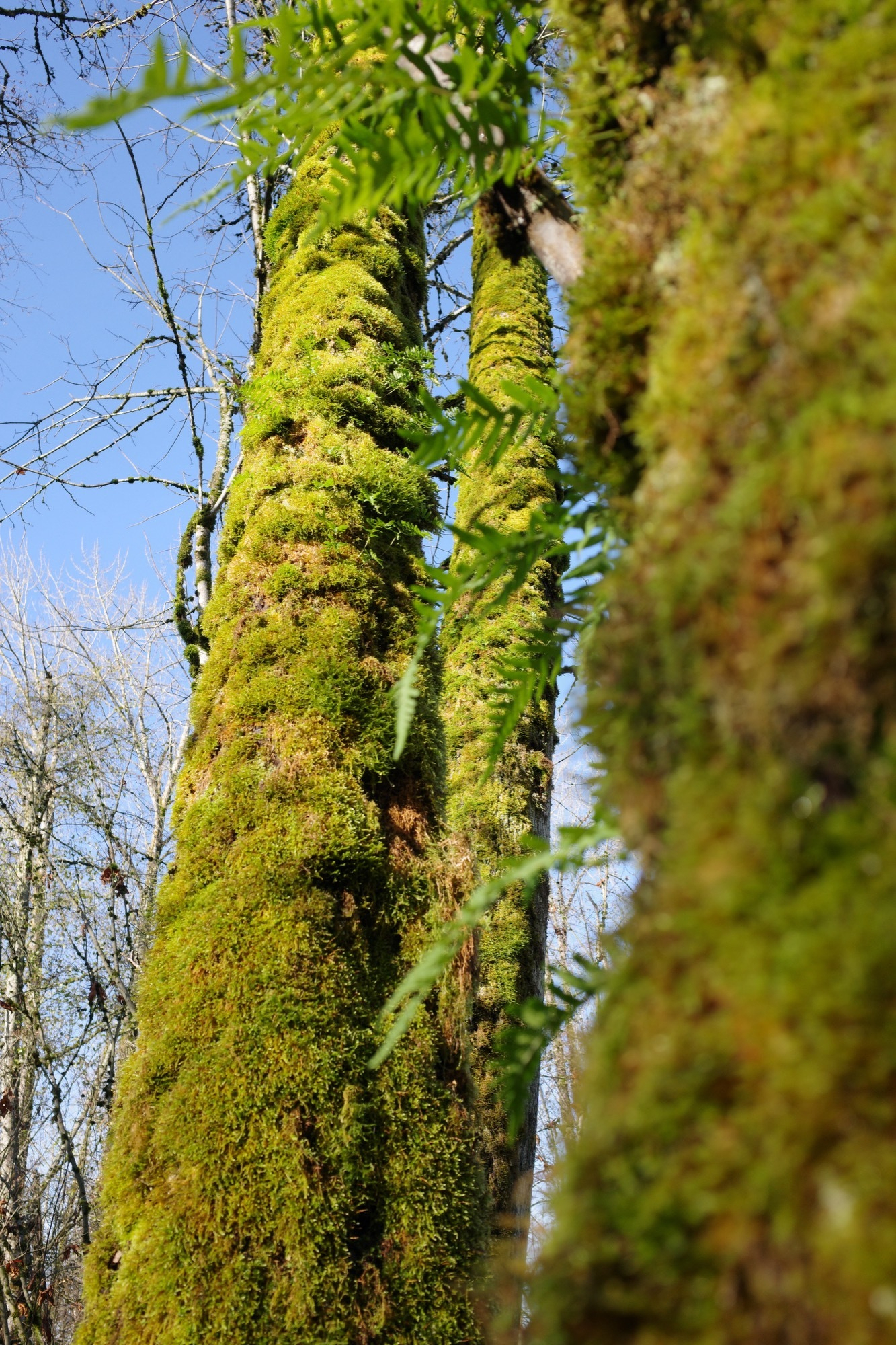 Three mossy tall trees side by side with a blue sky in the background