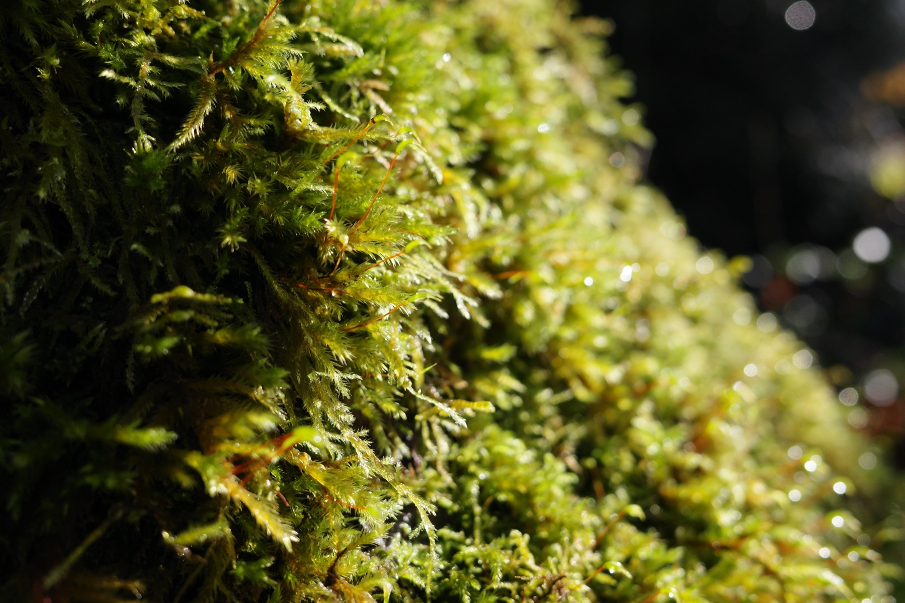 Closeup of some green moss