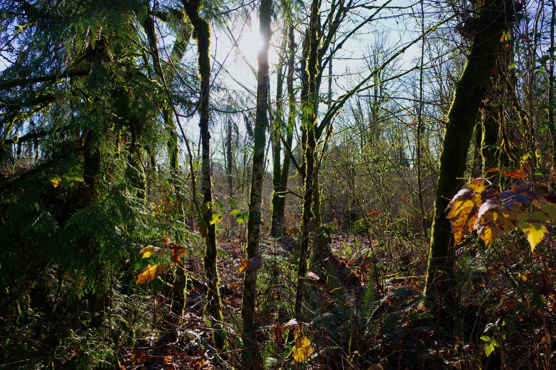 Back lit thin trees with the moss illuminated