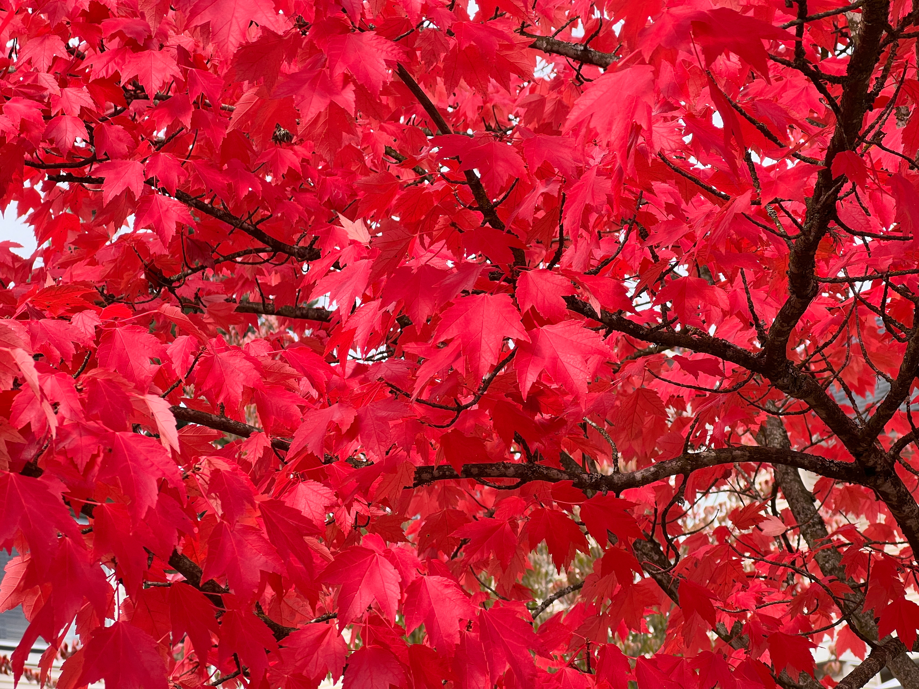 very red leaves on a tree