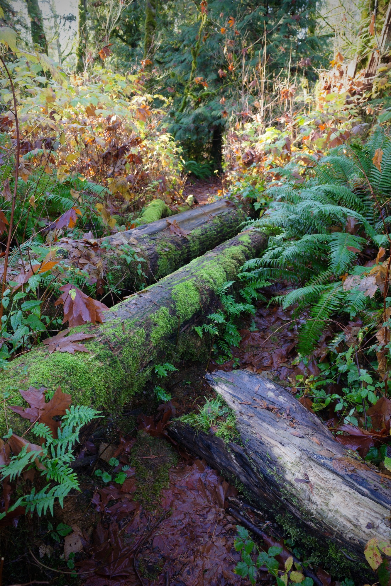 Mossy and slippery looking fallen logs criss crossing a narrow path
