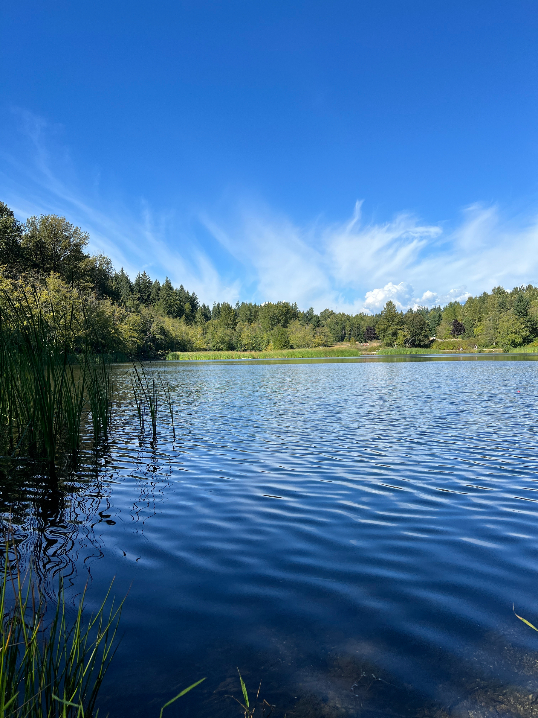 Calm ripples of a lake with blue sky and poofy clouds on the horizon