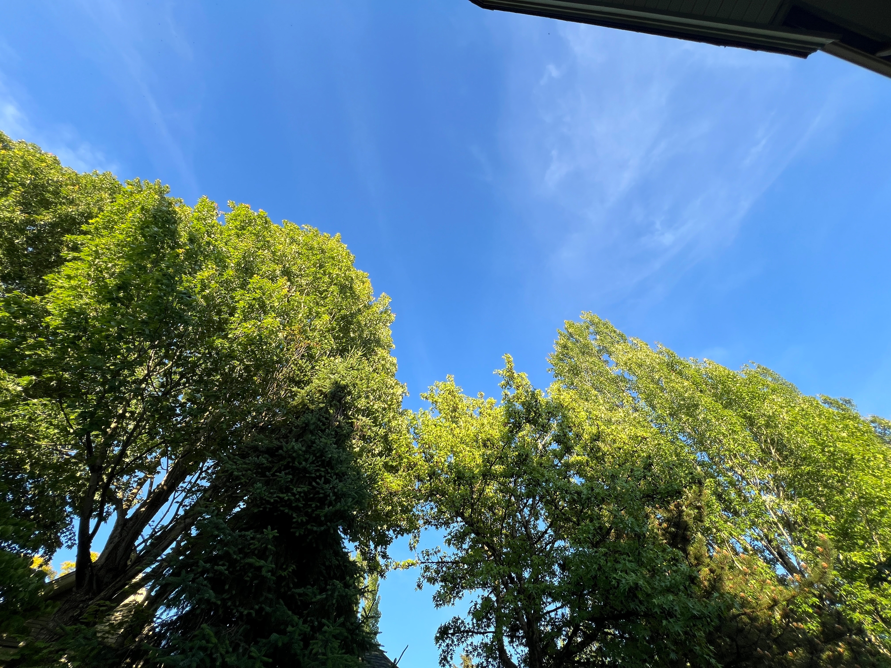 Green trees and bright blue sky with a little bit of the roof at the top of the frame