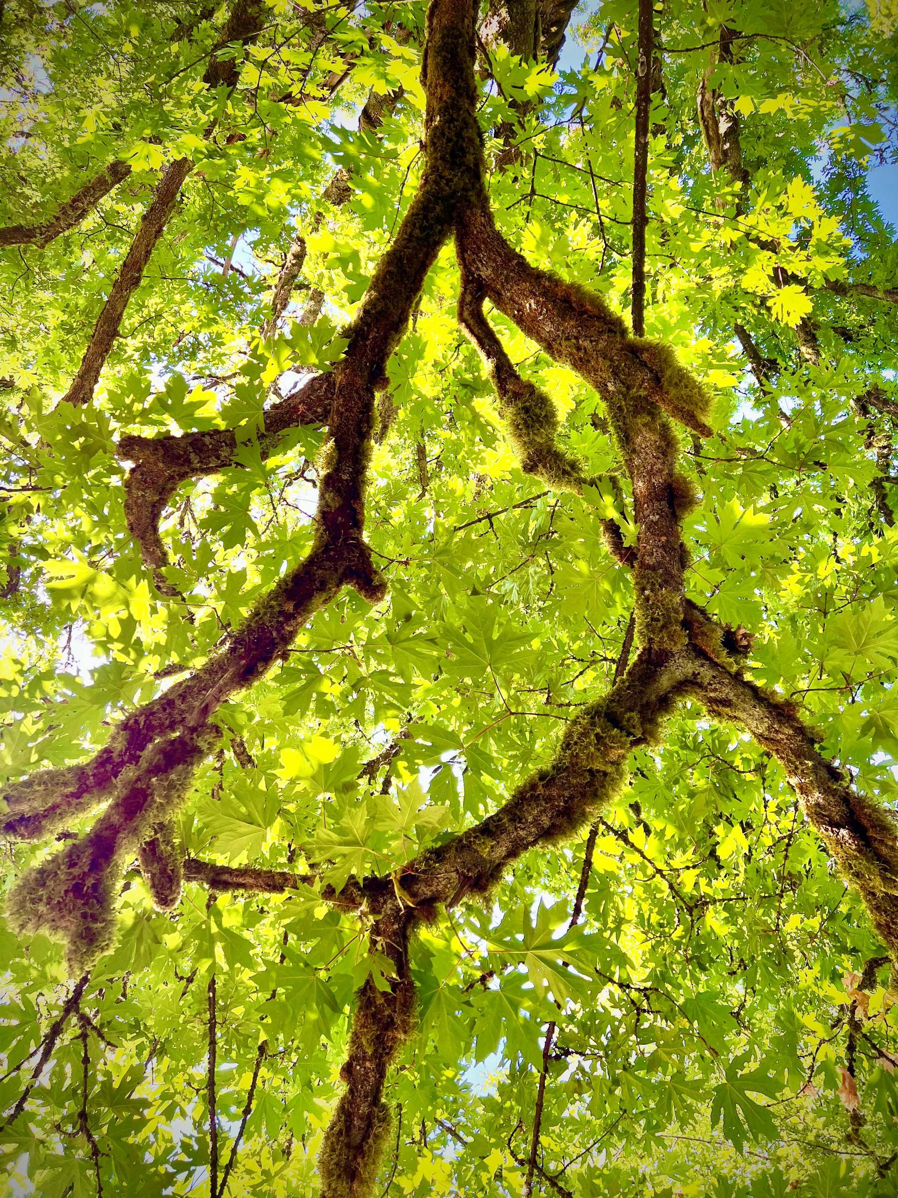 Underside of a leafy canopy with branches furry with moss