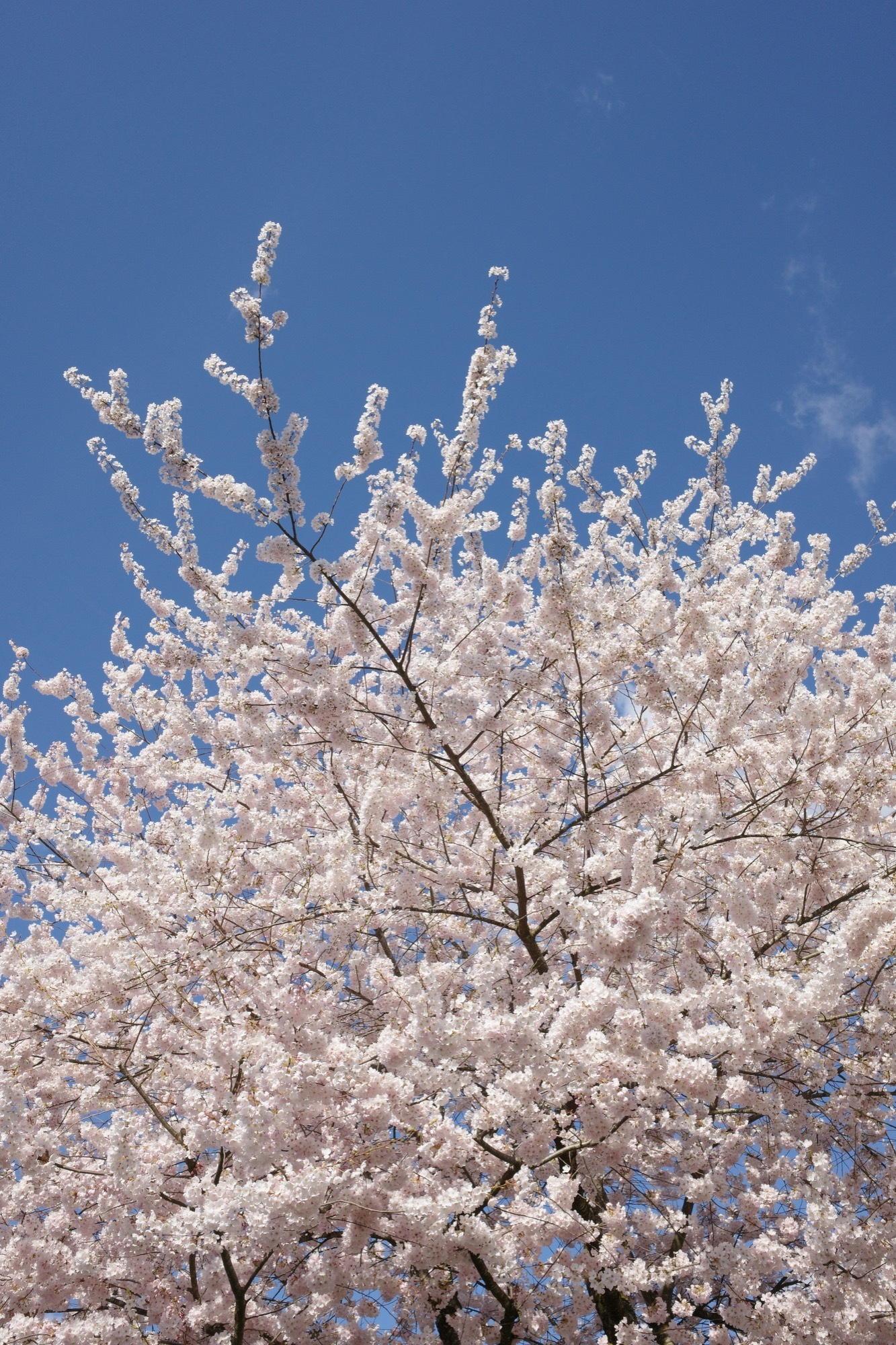 Cherry blossoms against a blue sky