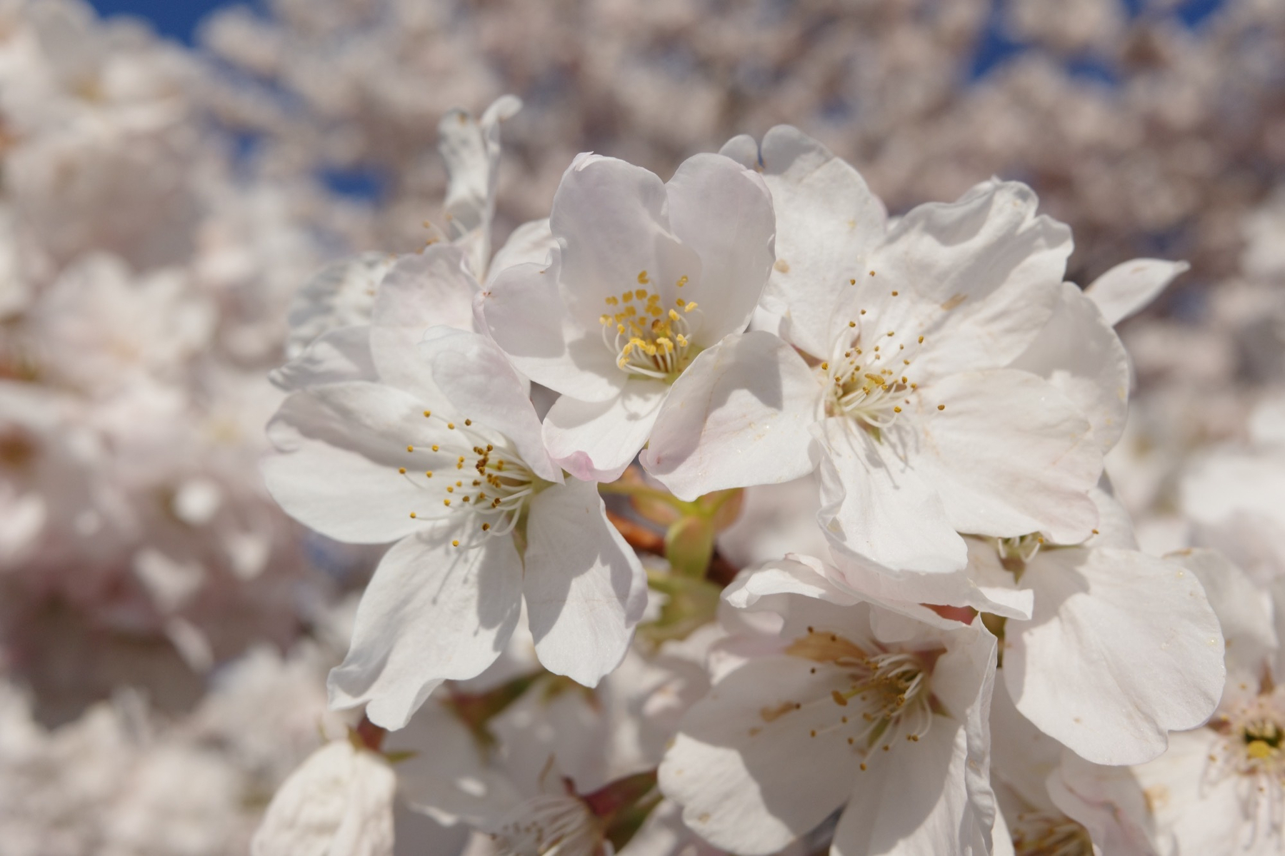 Cherry blossom closeup
