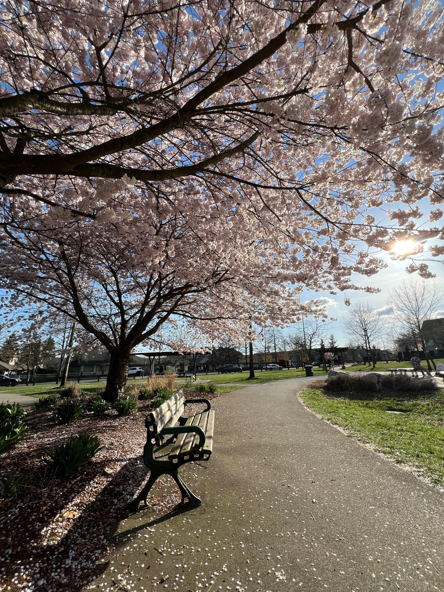 Empty park bench  from the side with cherry blossoms overhead