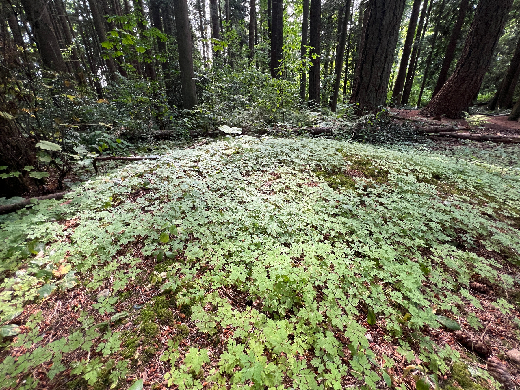 Mound covered in small green plants that are not clover