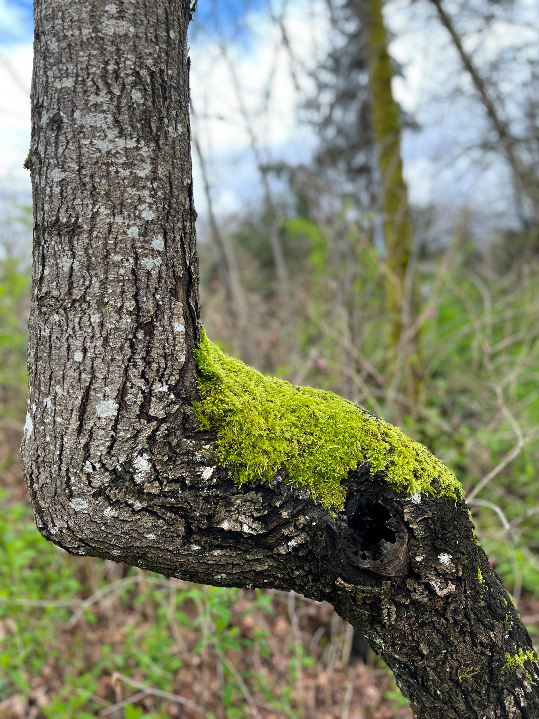 Tree trunk with a bend where a bunch of moss has grown looking like a horse’s saddle