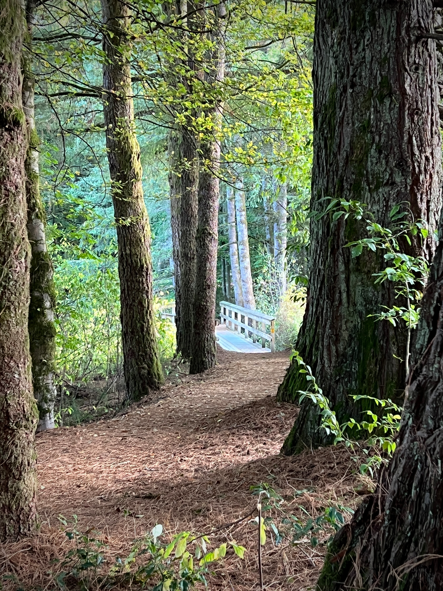 A peaceful forest path covered with pine needles leads to a small wooden bridge surrounded by tall trees and lush greenery.