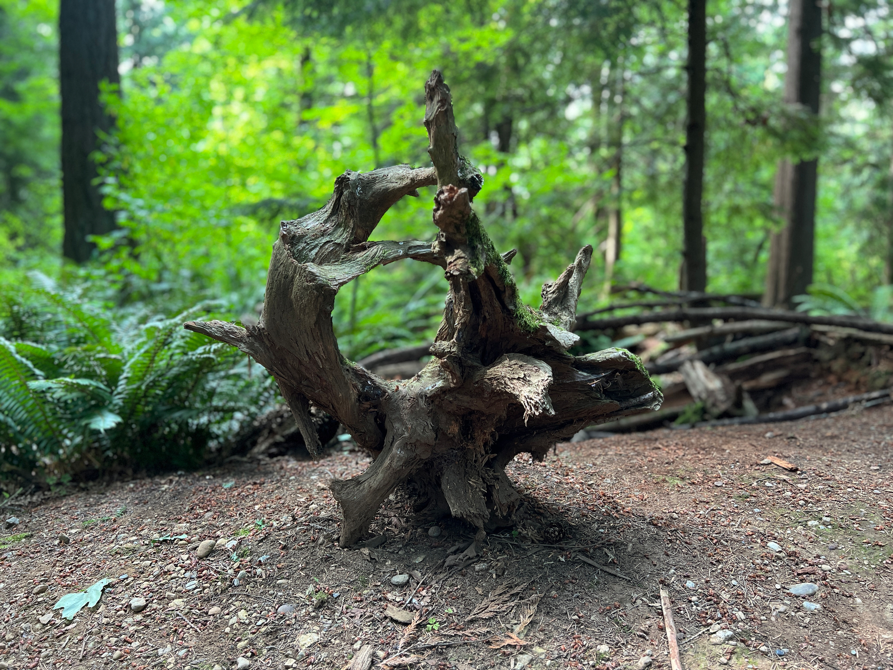 Root of A fallen tree looking like some artistic sculpture 