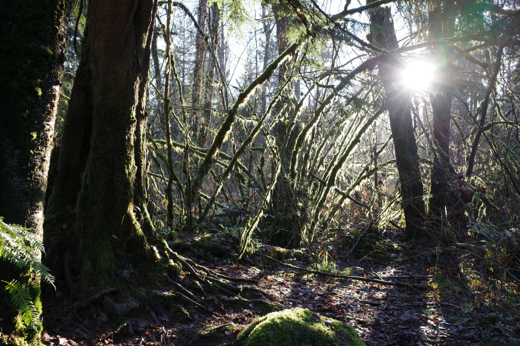Shine shines blindingly through trees of various sizes, backlighting them but illuminating all the moss and witch hazel
